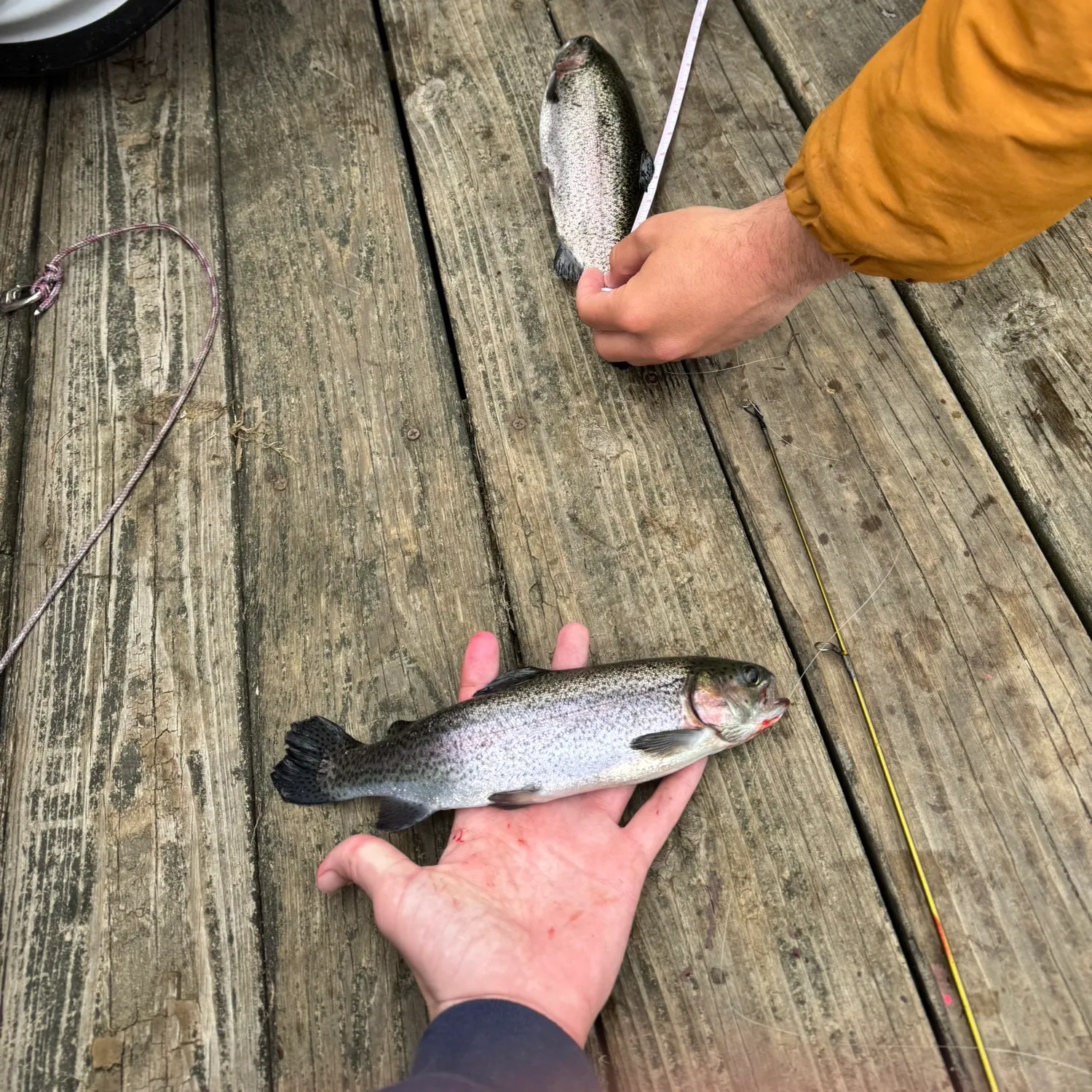 recently logged catches