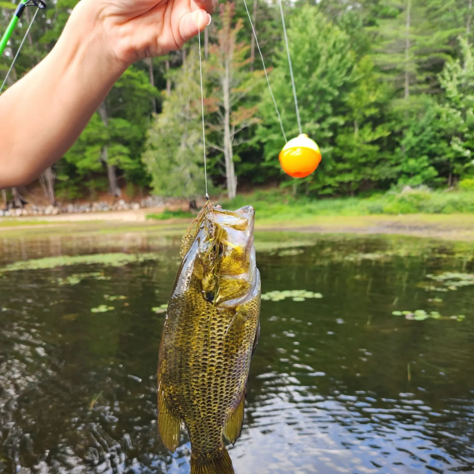 Rock bass caught on Fishbrain
