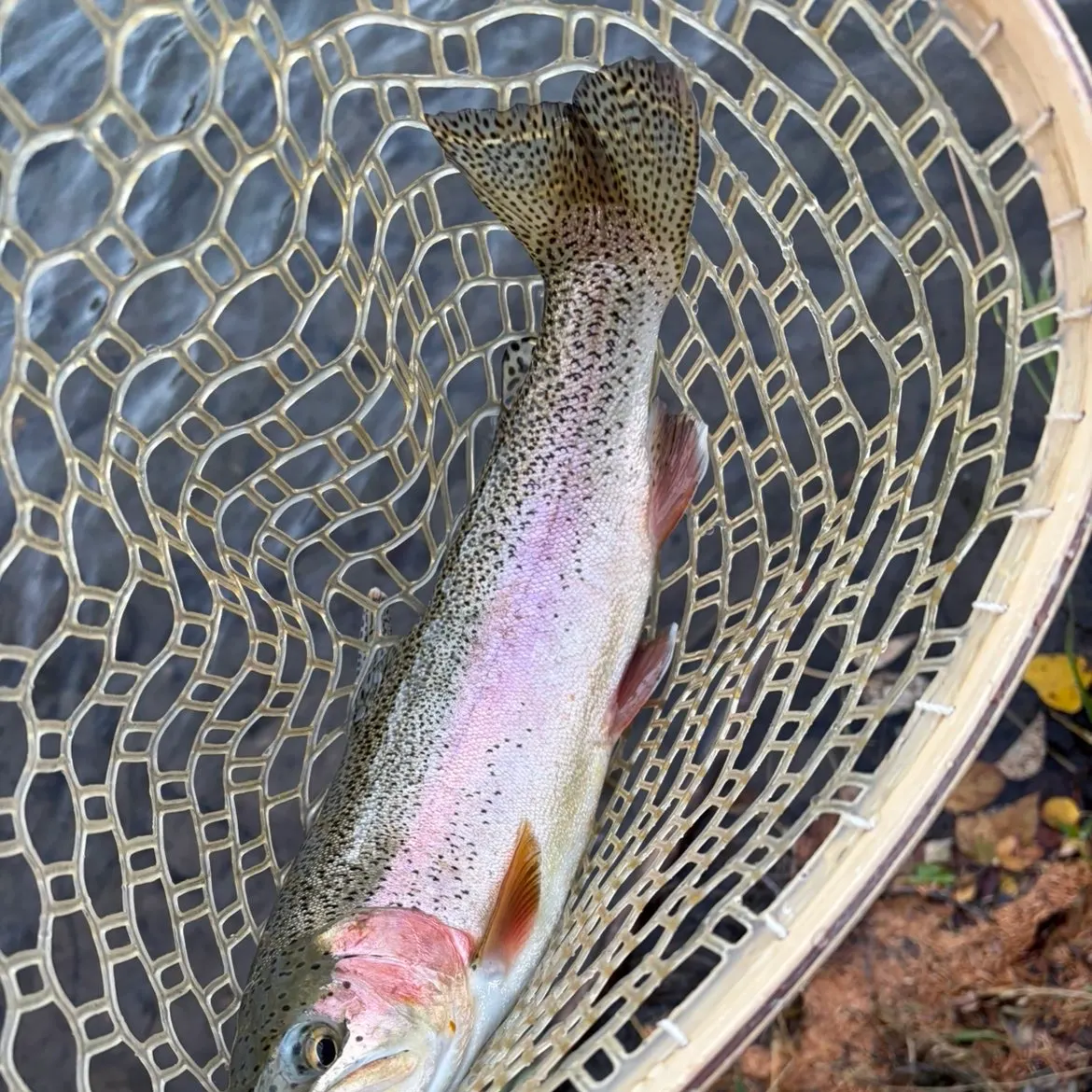 Rainbow trout caught on Fishbrain
