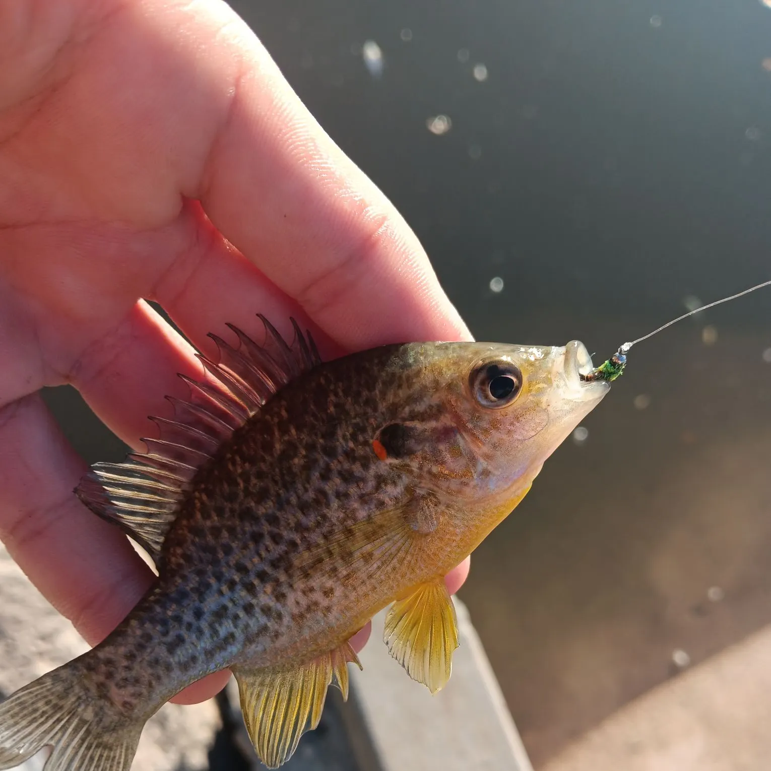 Pumpkinseed caught on Fishbrain