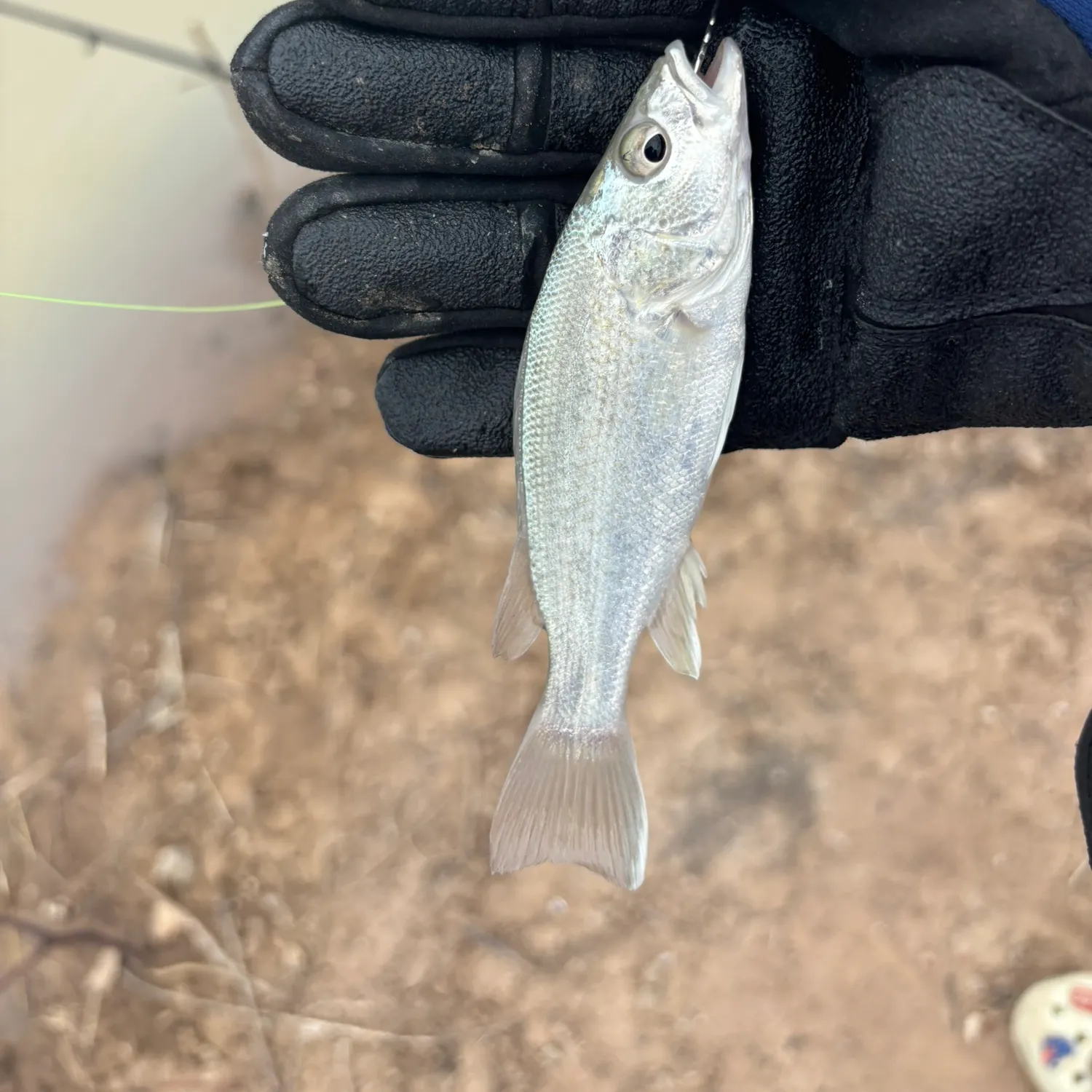 The most recent Bidyan perch catches on Fishbrain
