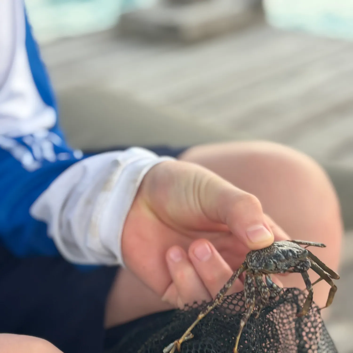 The most recent Thin-shelled rock crab catches on Fishbrain