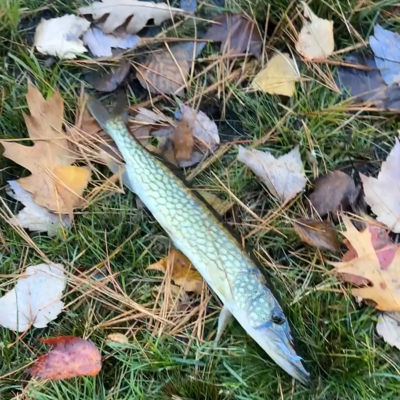 Chain pickerel caught on Fishbrain