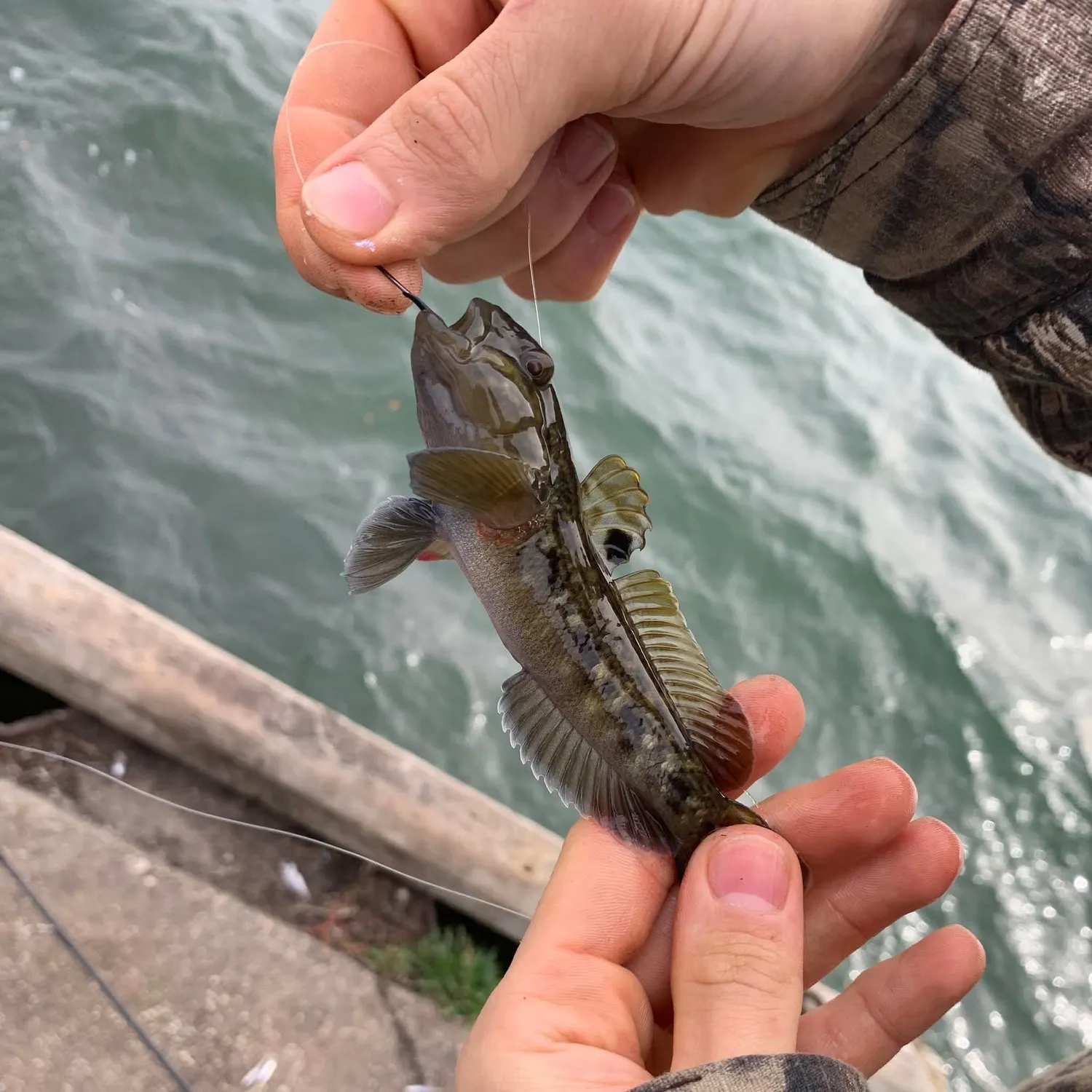The most recent Round goby catches on Fishbrain