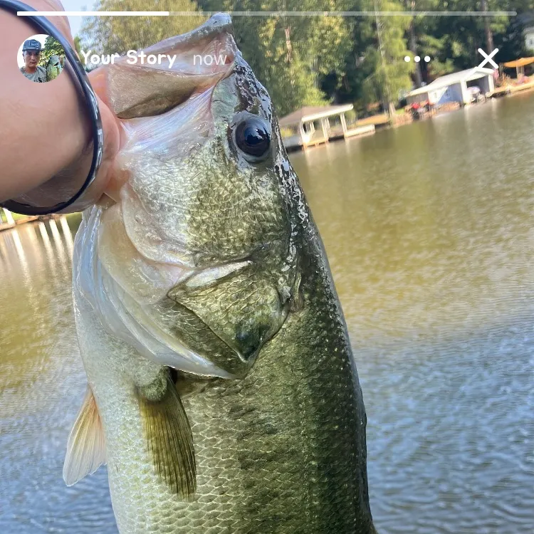 Largemouth bass caught on Fishbrain