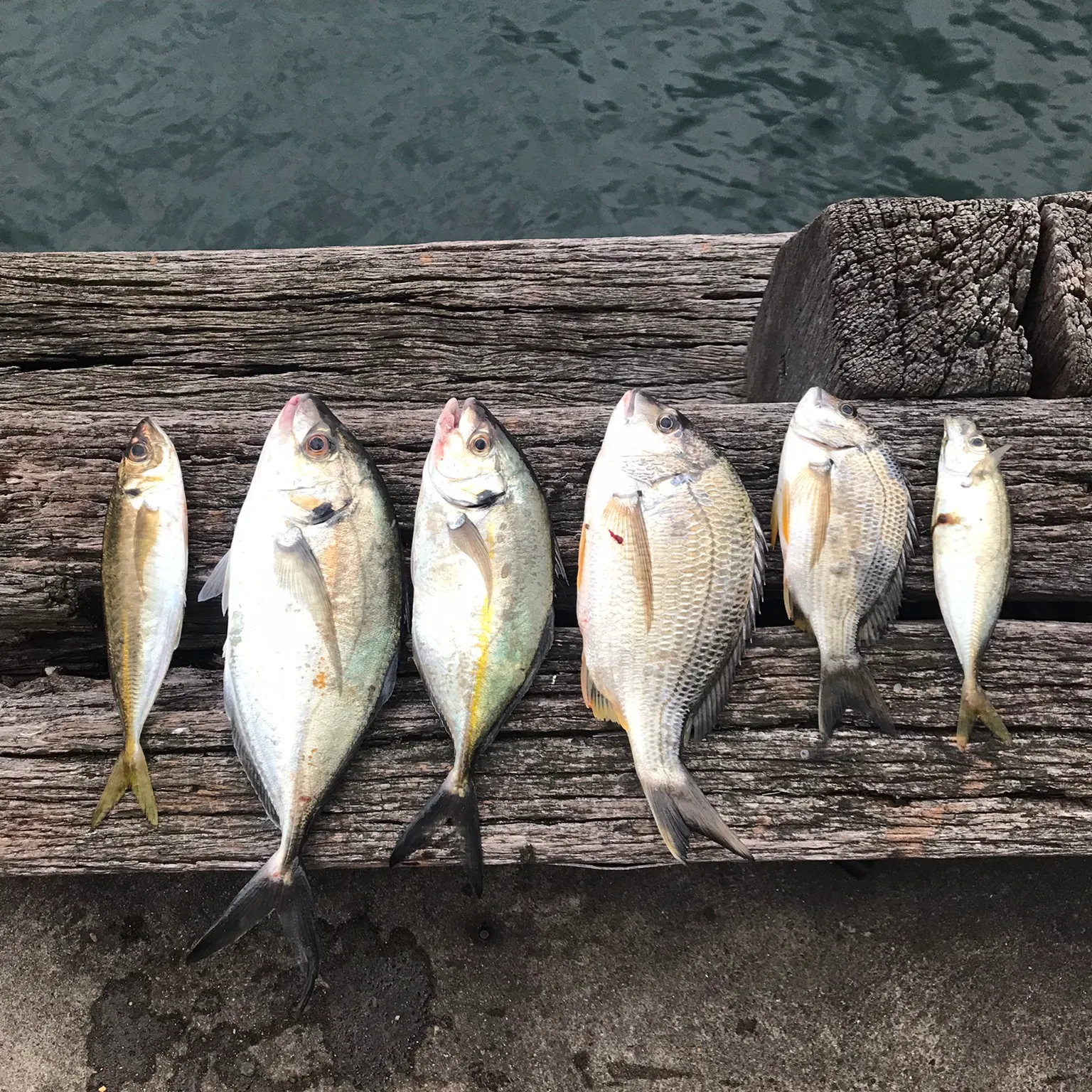 recently logged catches
