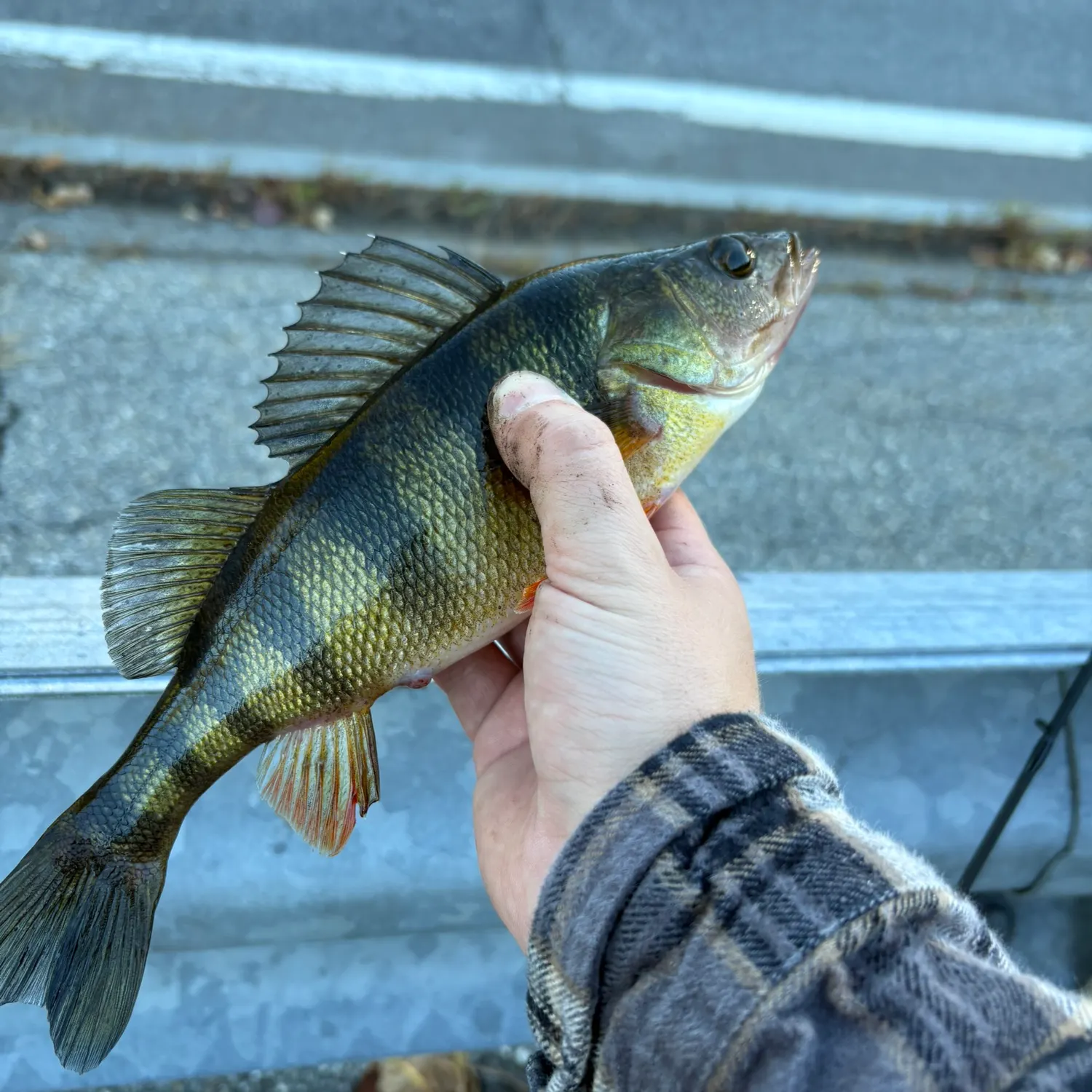 Yellow perch caught on Fishbrain