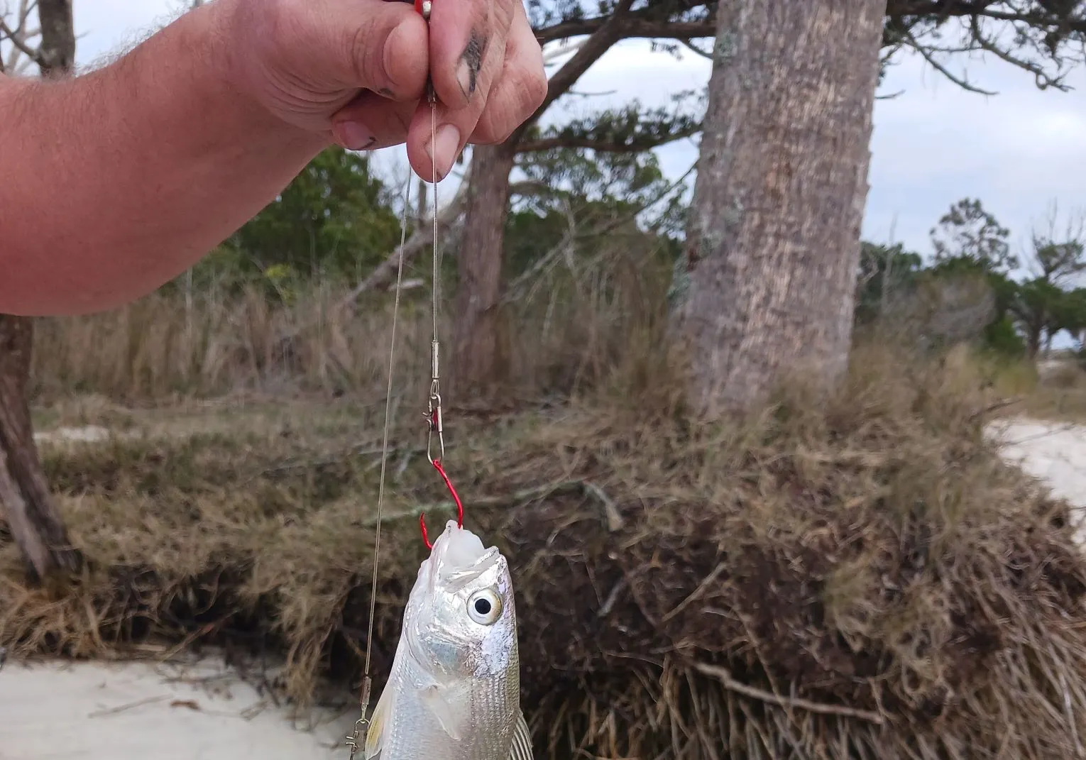 White croaker