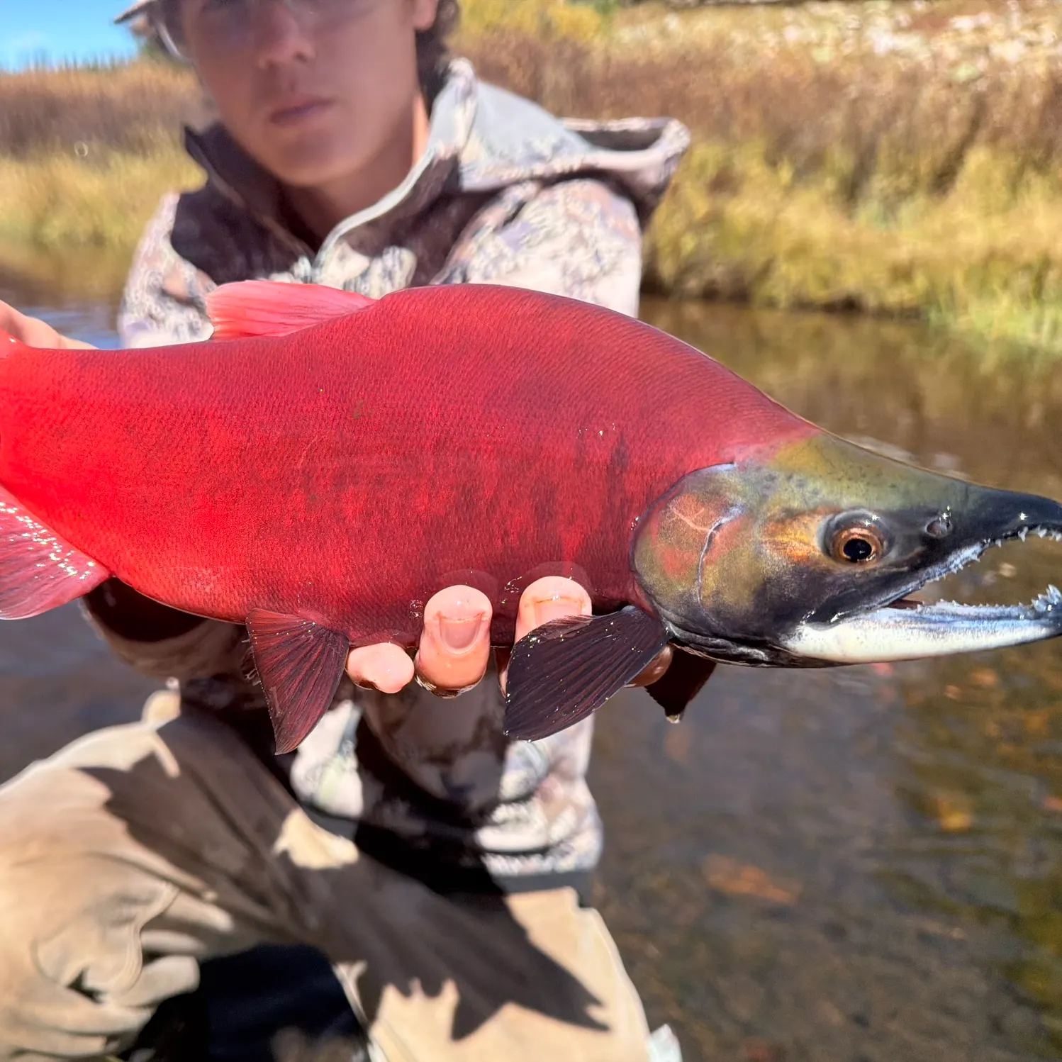 Kokanee salmon caught on Fishbrain