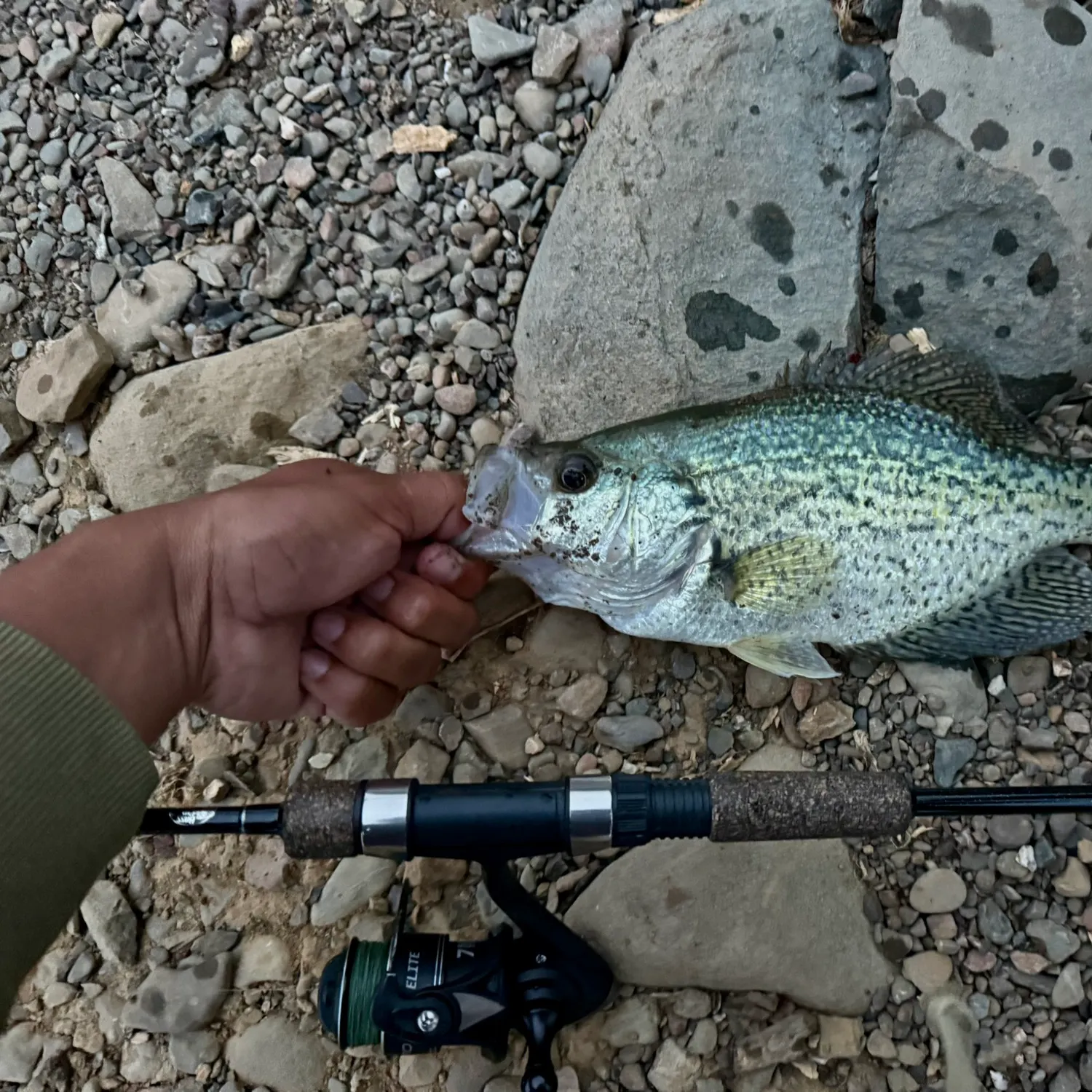 Black crappie caught on Fishbrain