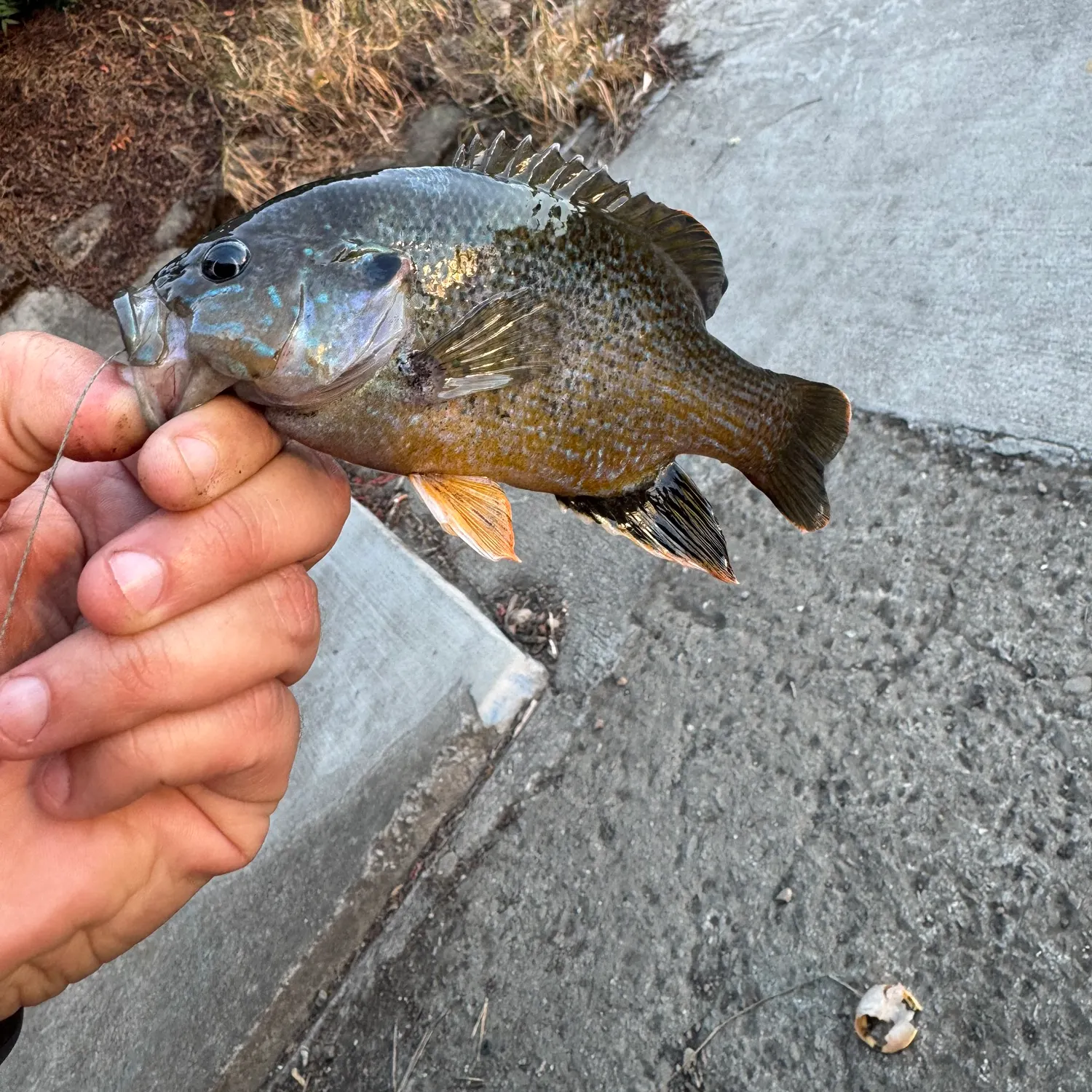 catch