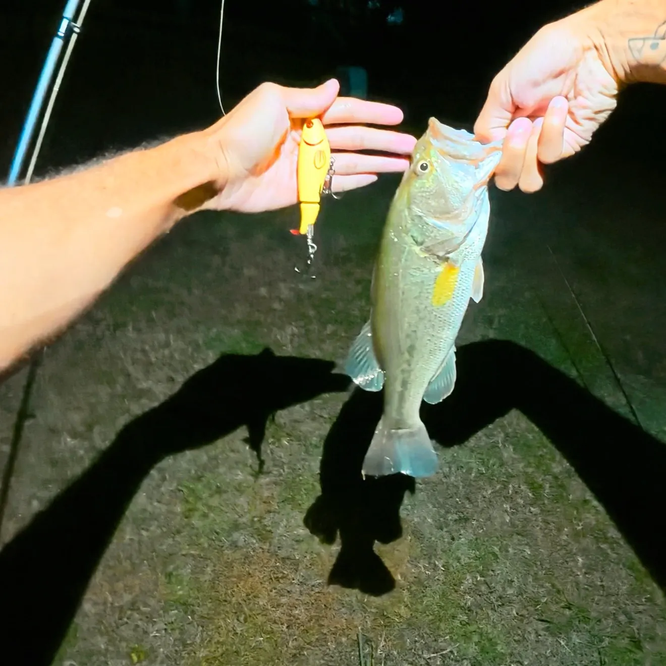 Largemouth bass caught on Fishbrain