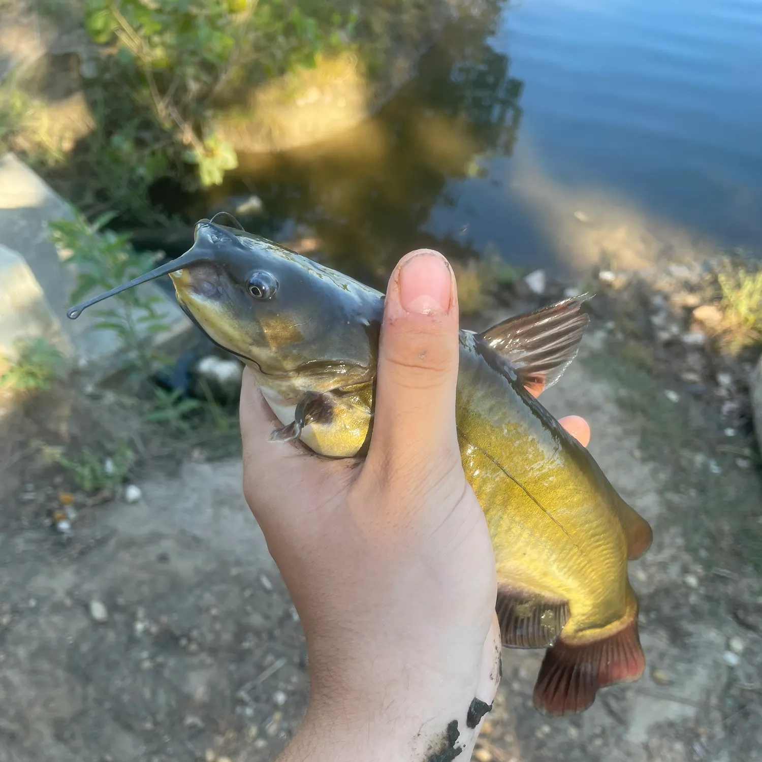 Black bullhead caught on Fishbrain