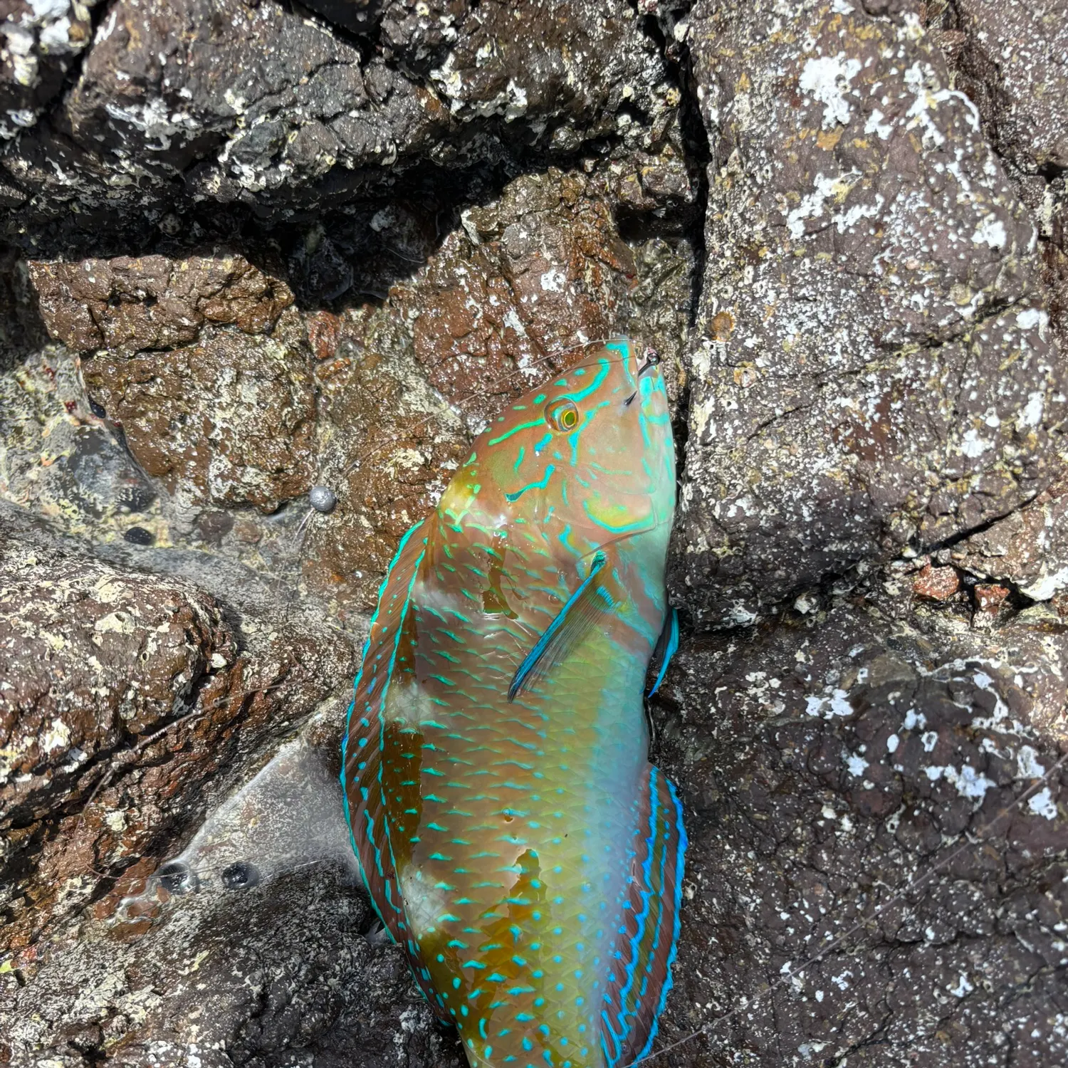 The most recent Rainbow parrotfish catches on Fishbrain