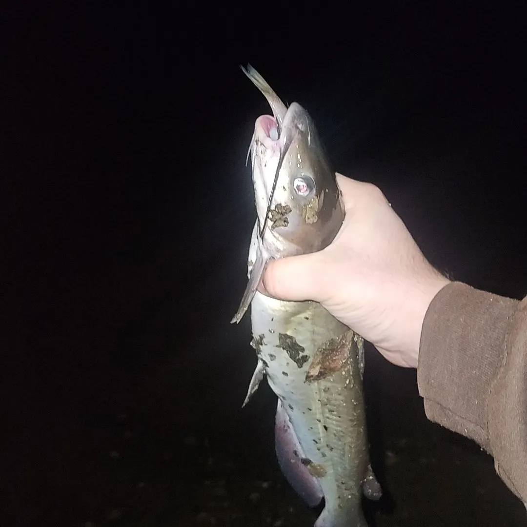 Channel catfish caught on Fishbrain