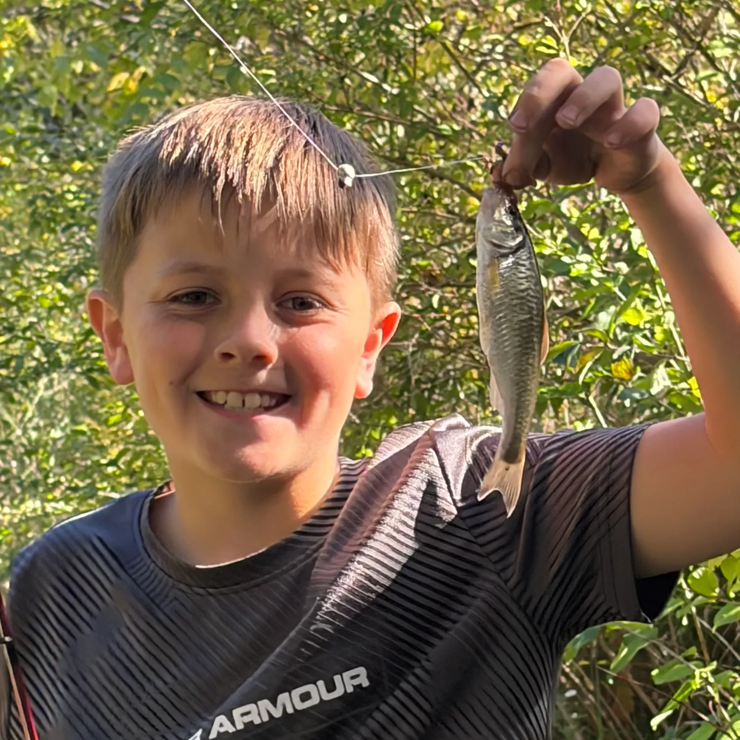 Yellow perch caught on Fishbrain