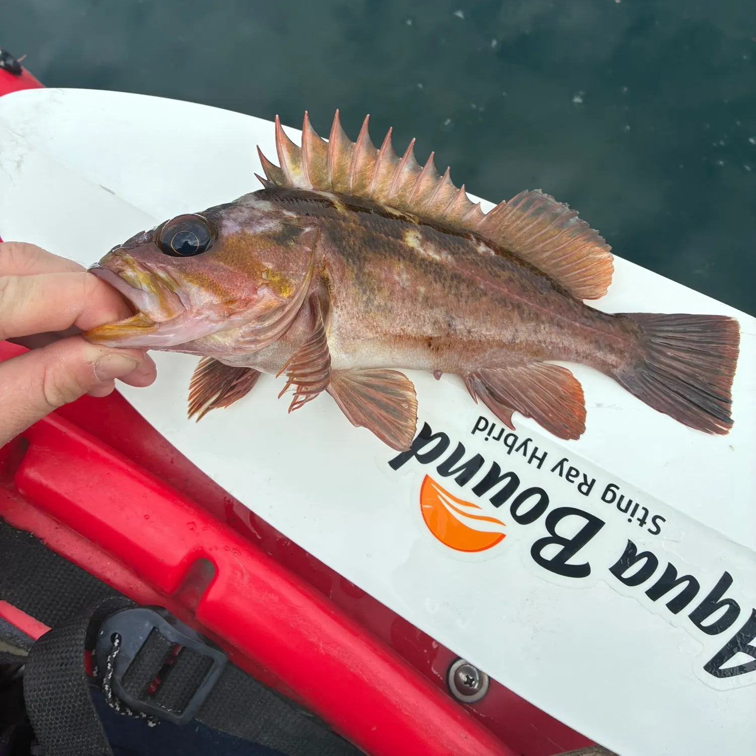 The most recent Copper rockfish catches on Fishbrain