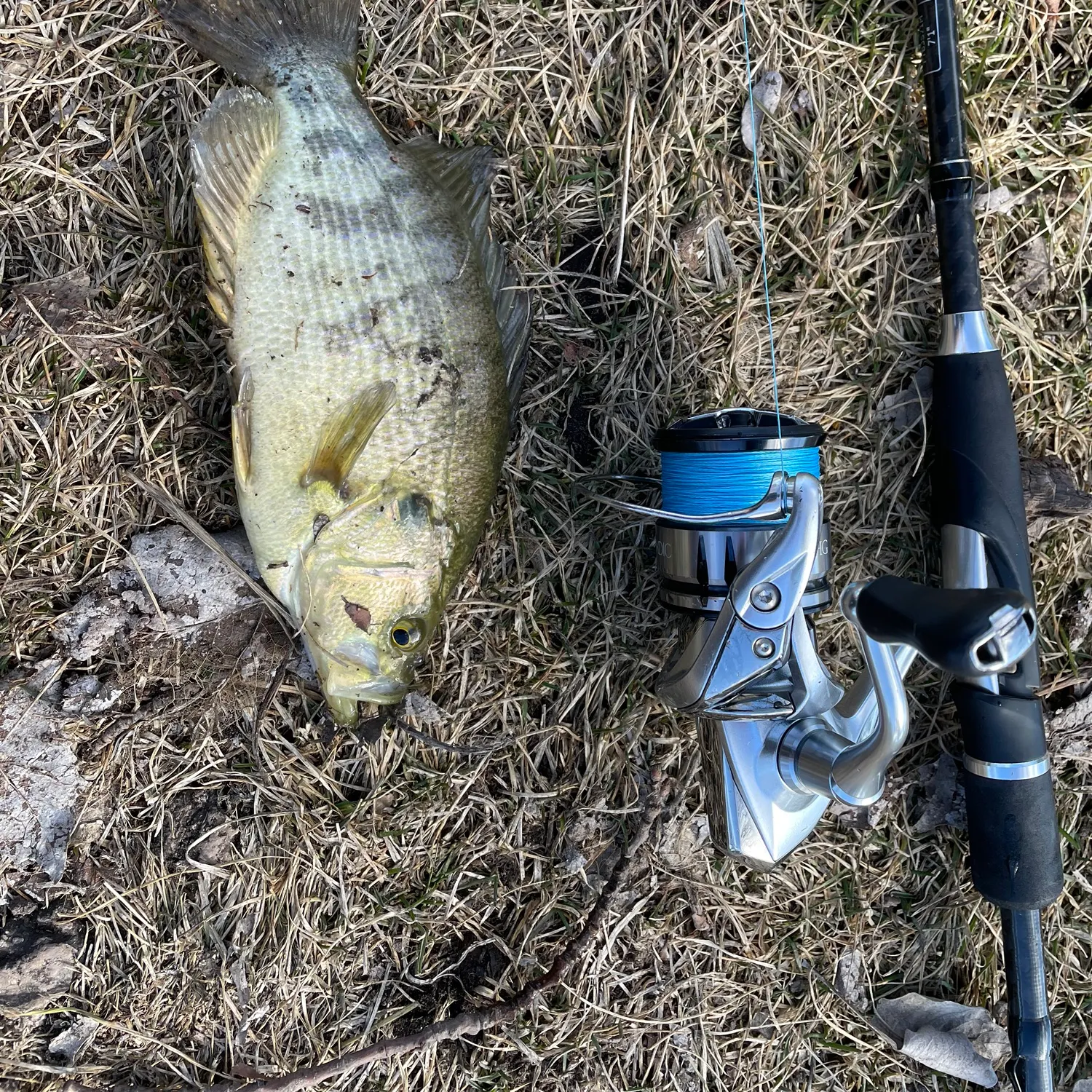 The most popular recent Sacramento perch catch on Fishbrain