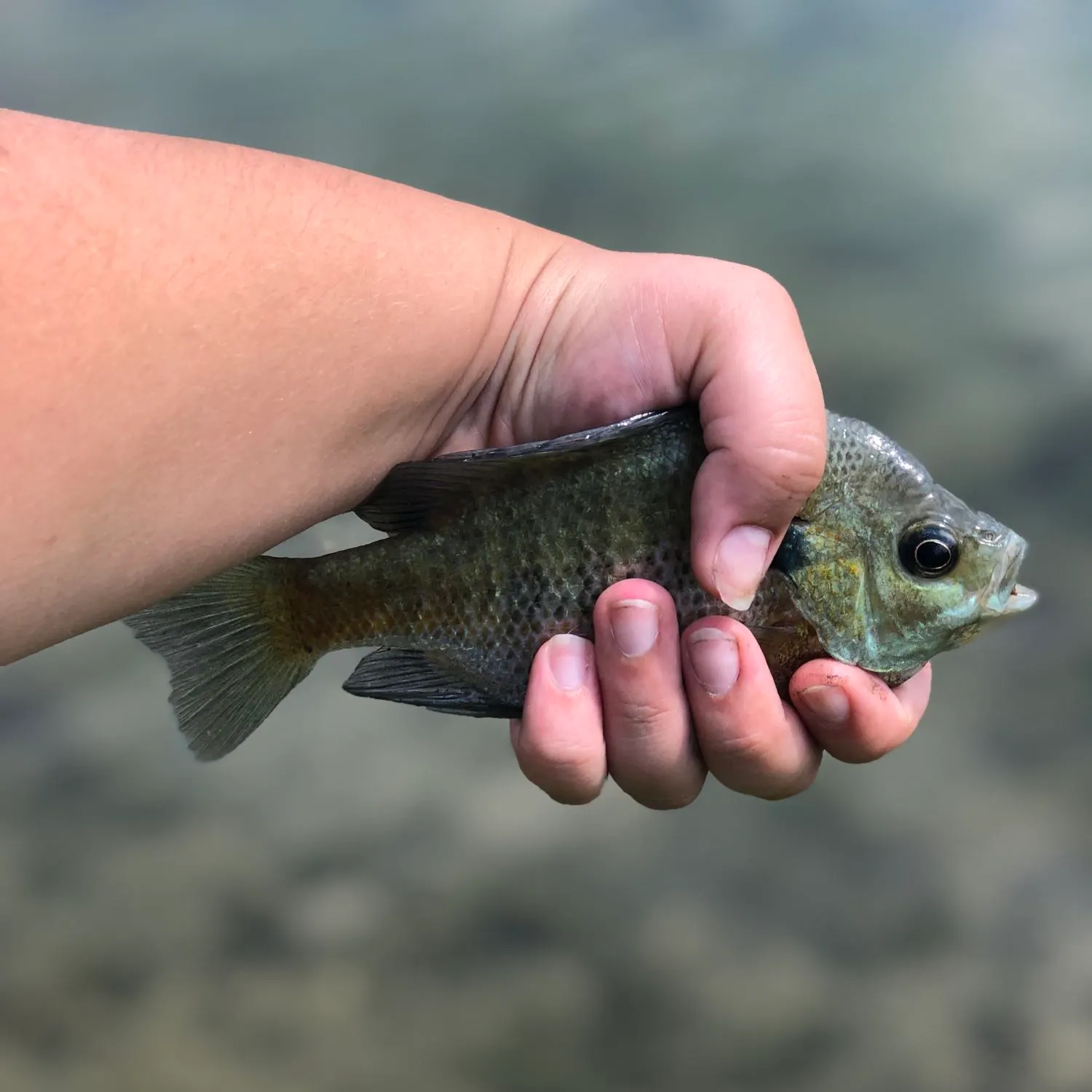 Bluegill caught on Fishbrain
