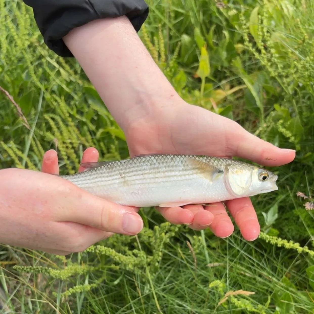 The most recent Thicklip grey mullet catches on Fishbrain