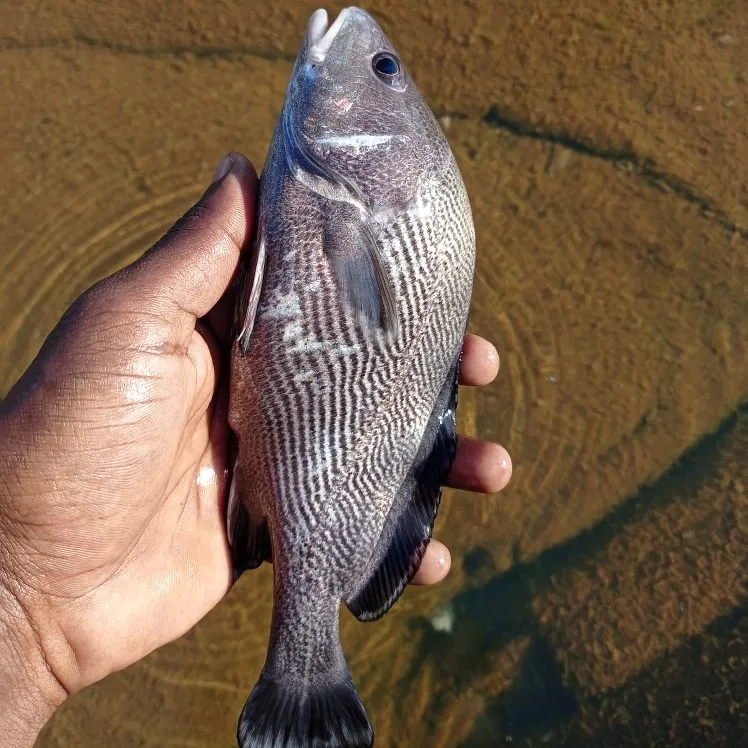 Fishing in India ️️️️ Explore the best fishing spots and areas