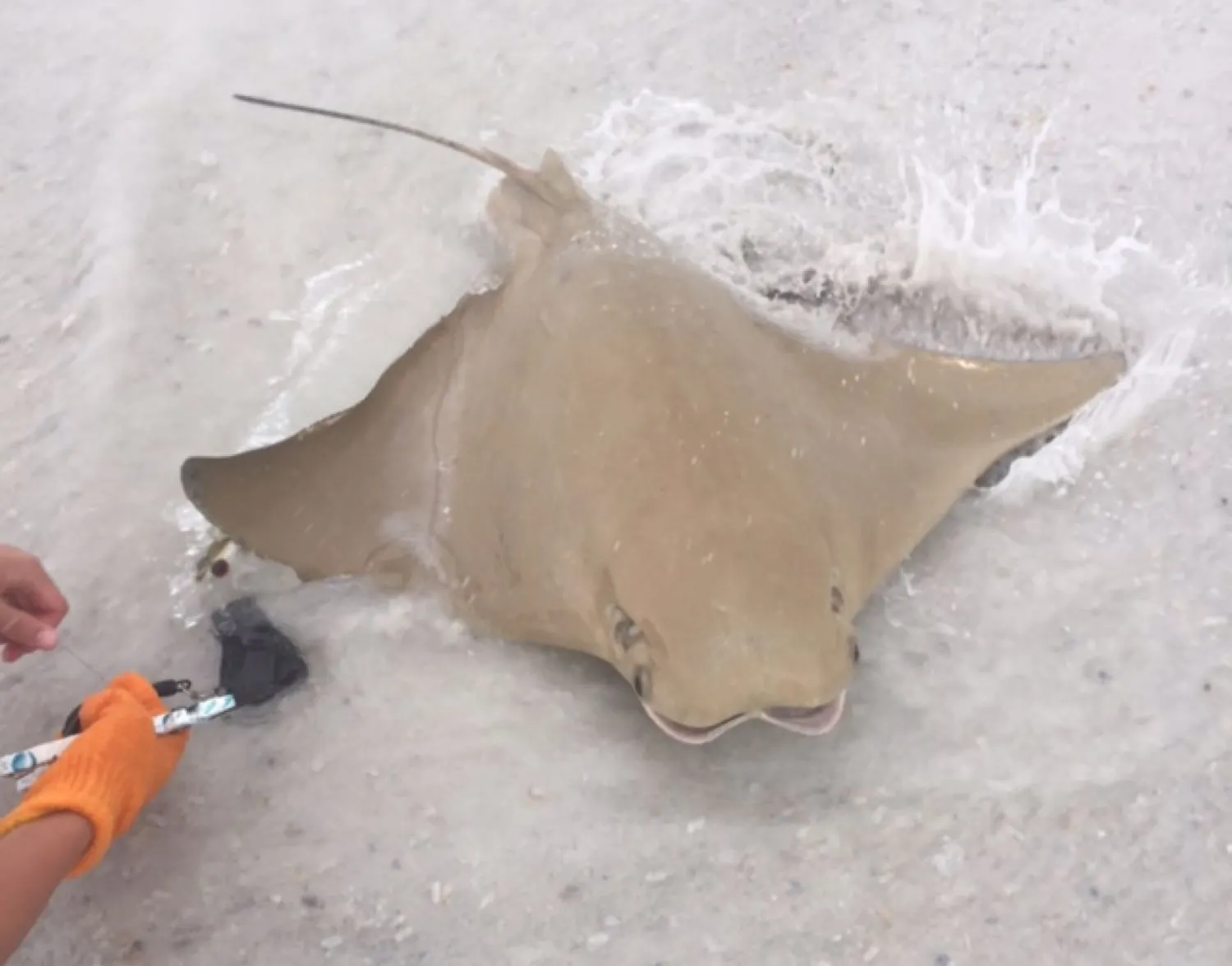 Cownose Ray