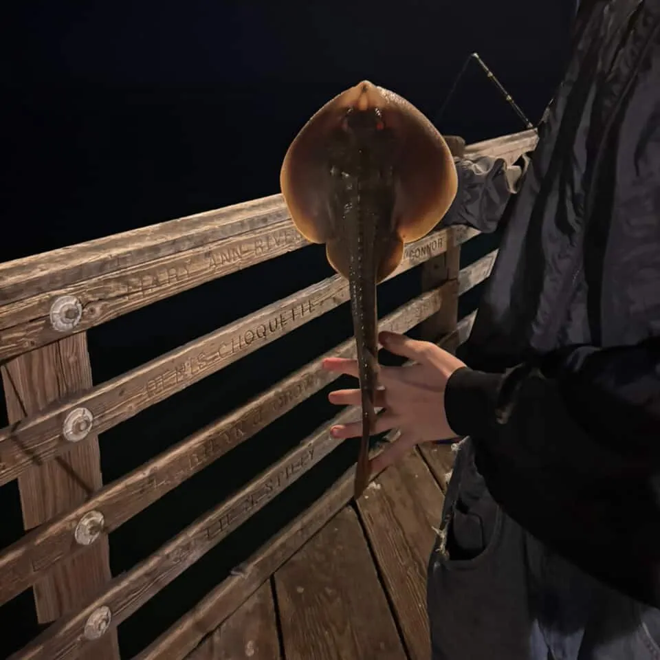 The most recent Starry ray catches on Fishbrain