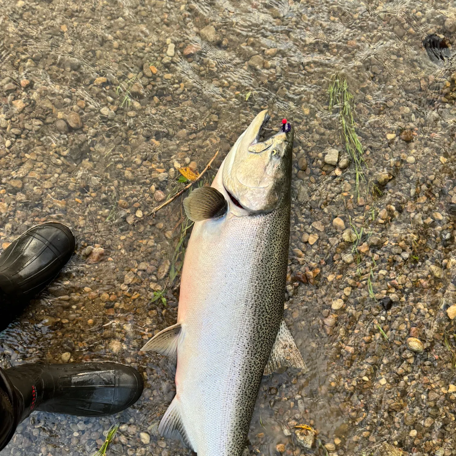 The most recent Steelhead catches on Fishbrain