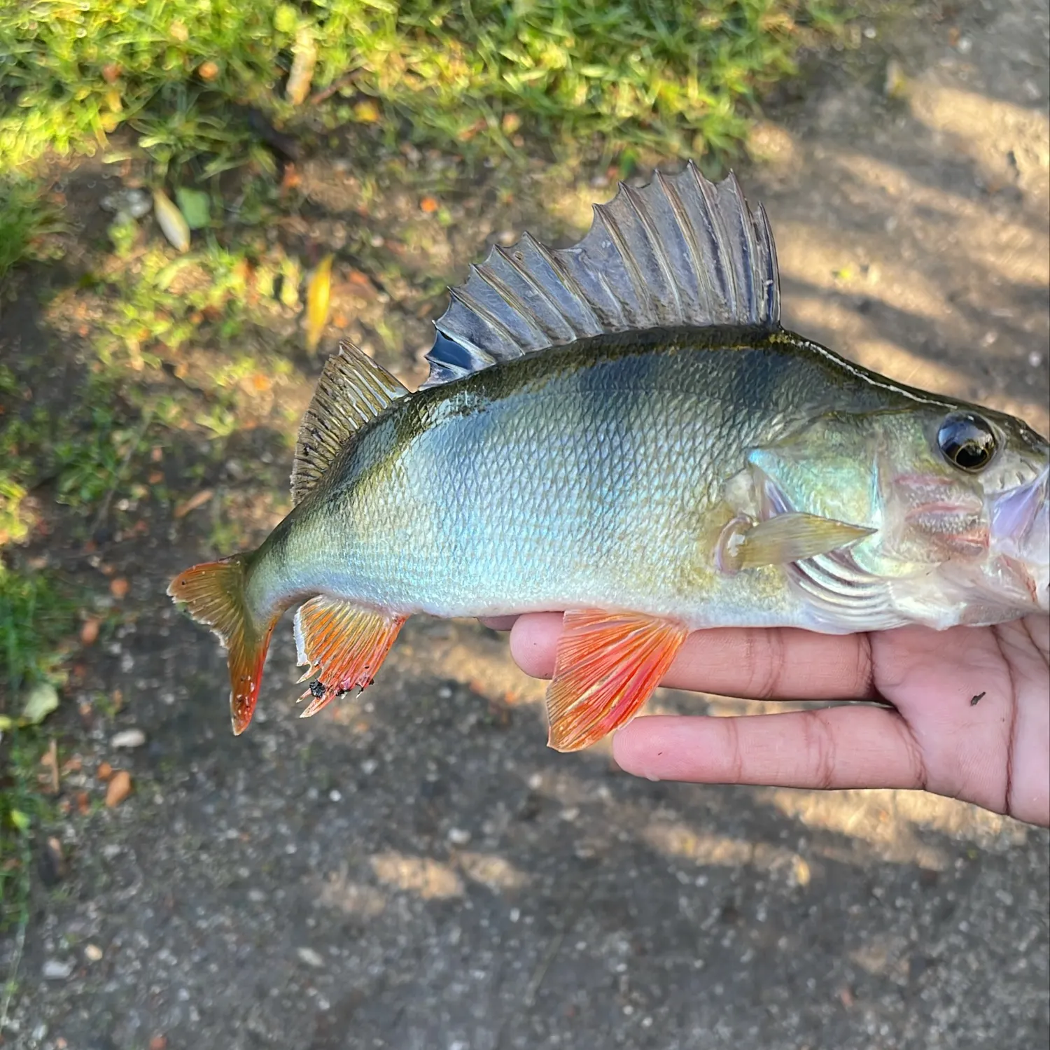 European perch caught on Fishbrain