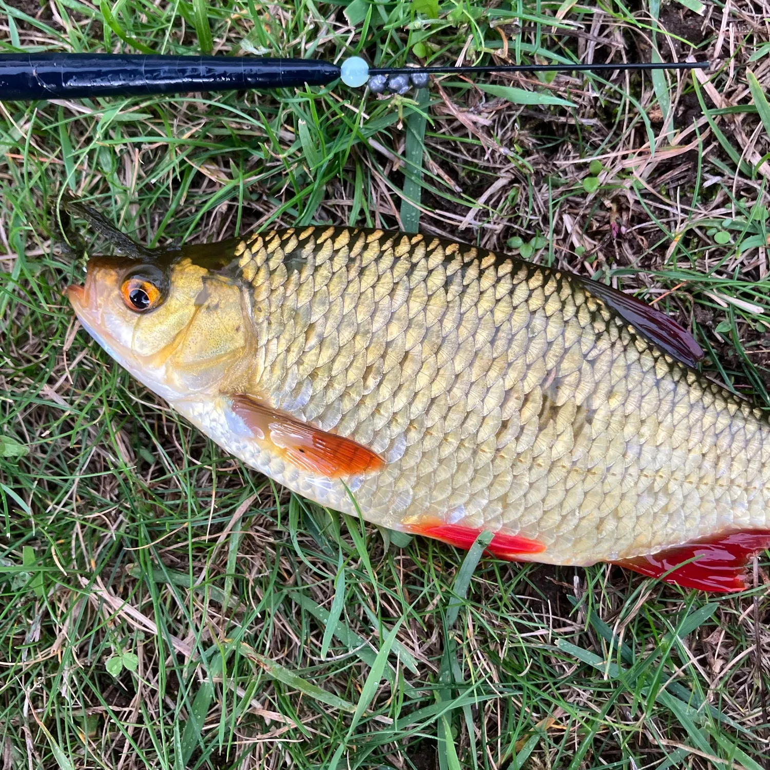 Common roach caught on Fishbrain