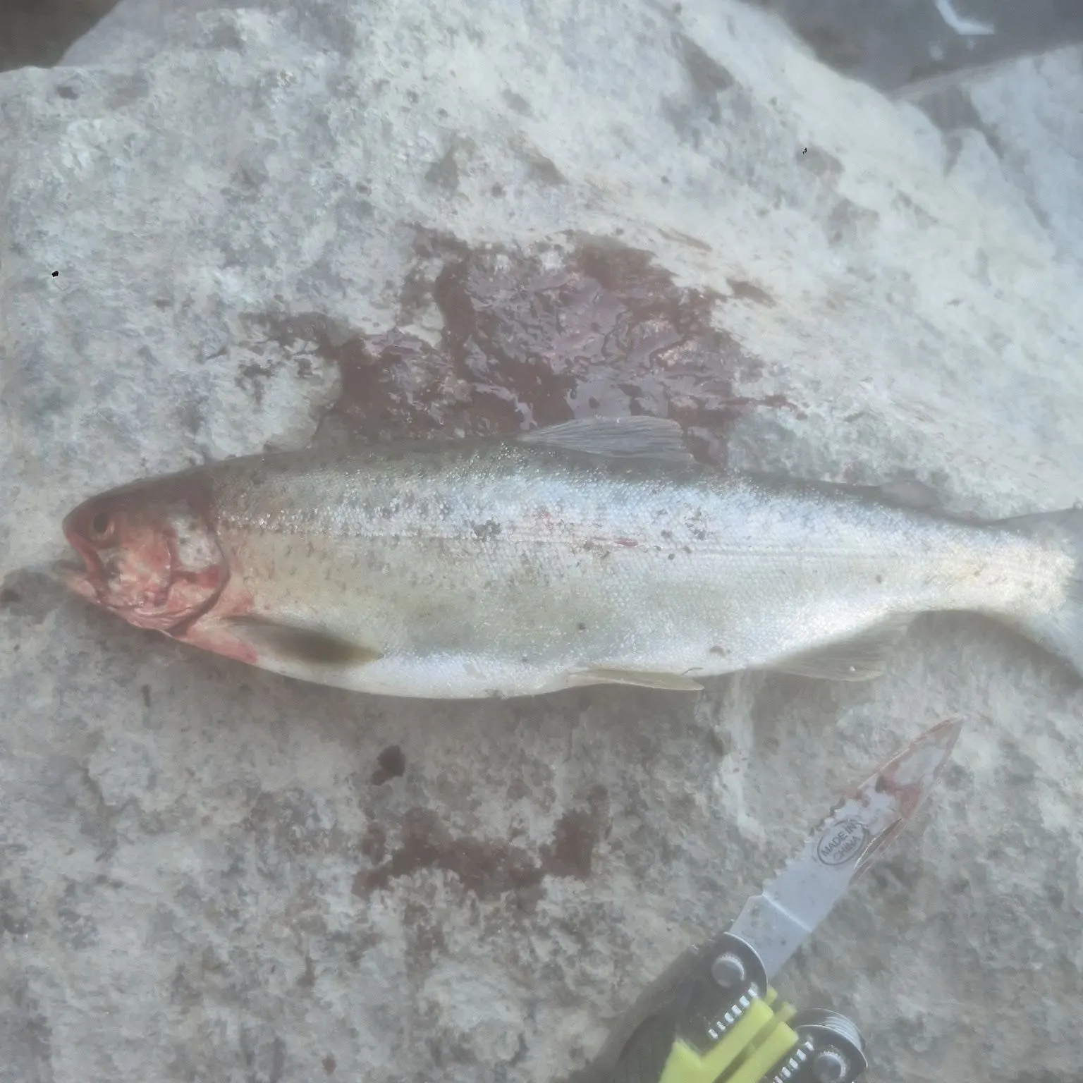 The most recent Coho salmon catches on Fishbrain