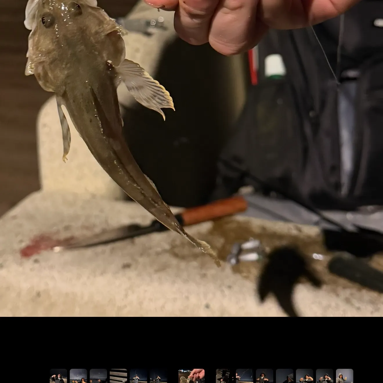 The most recent Longspined bullhead catches on Fishbrain