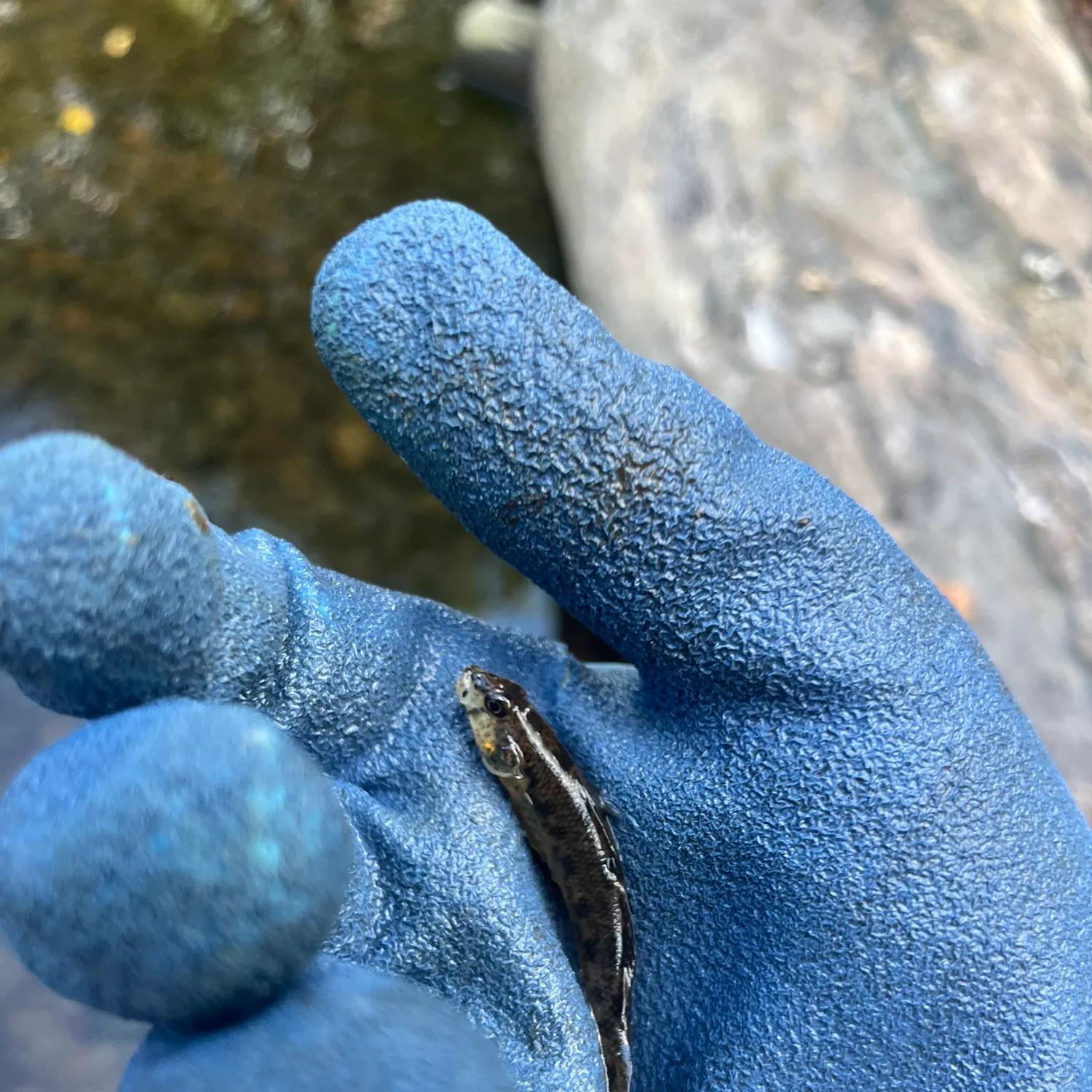 The most recent Northern tessellated darter catches on Fishbrain