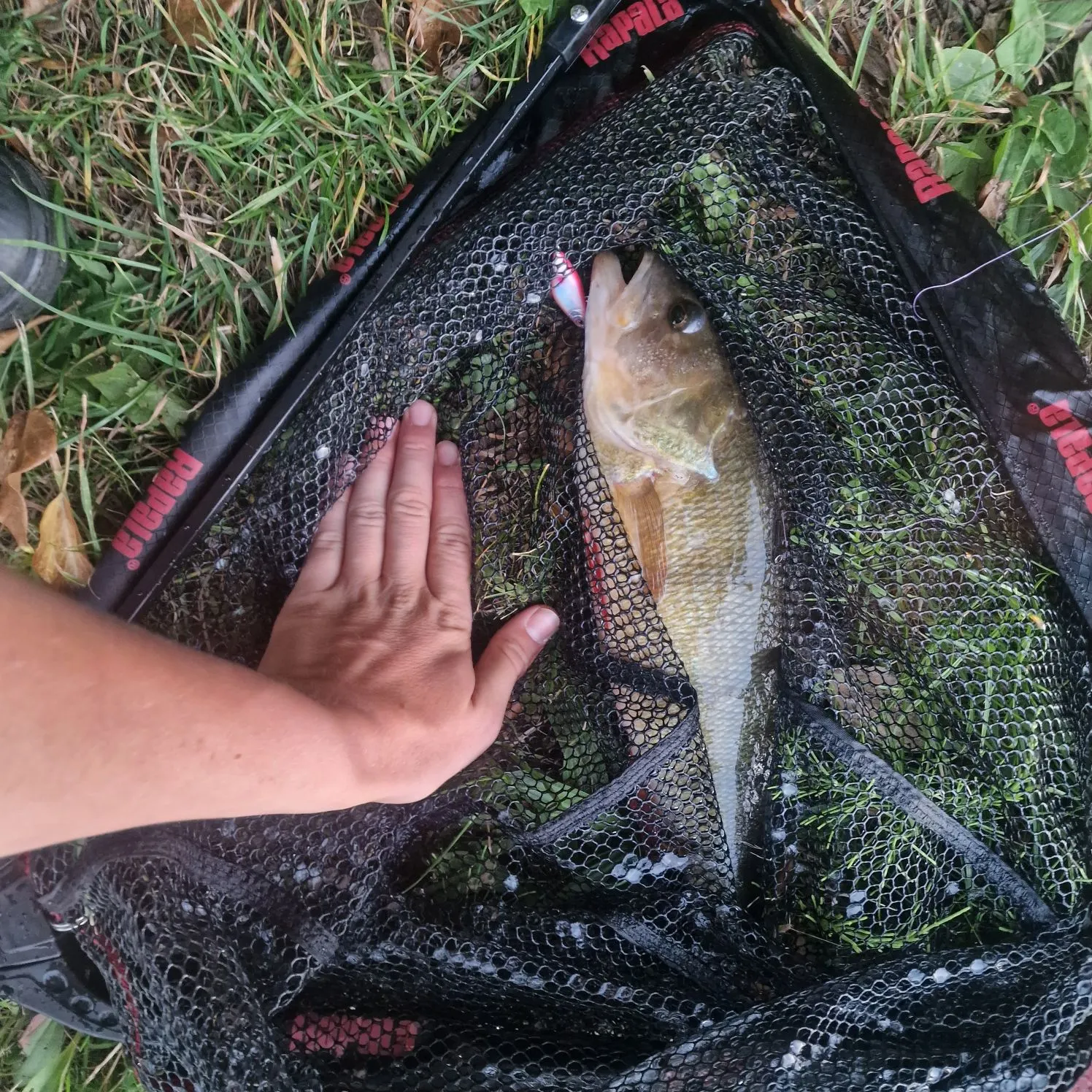 The most recent European perch catches on Fishbrain