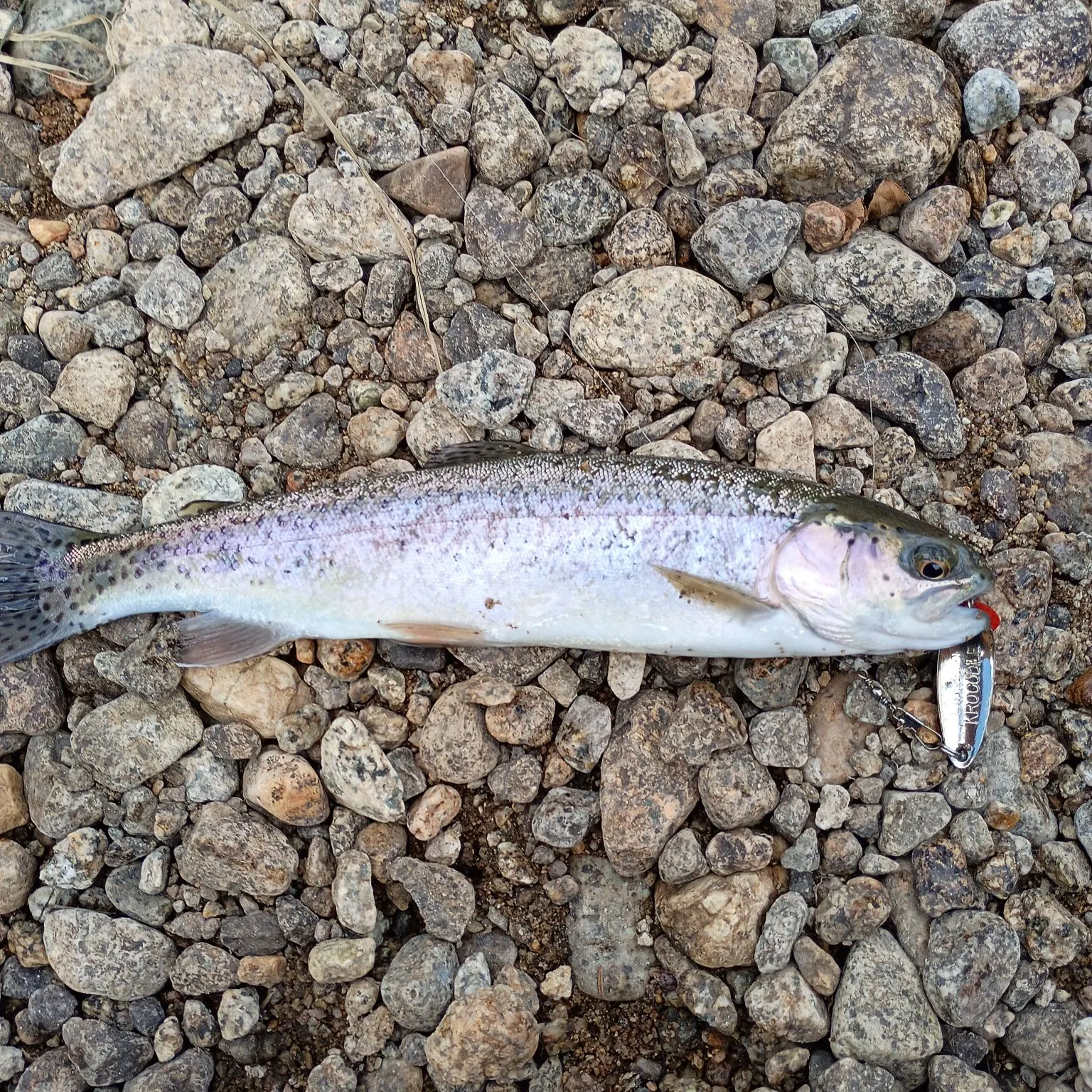 Rainbow trout caught on Fishbrain