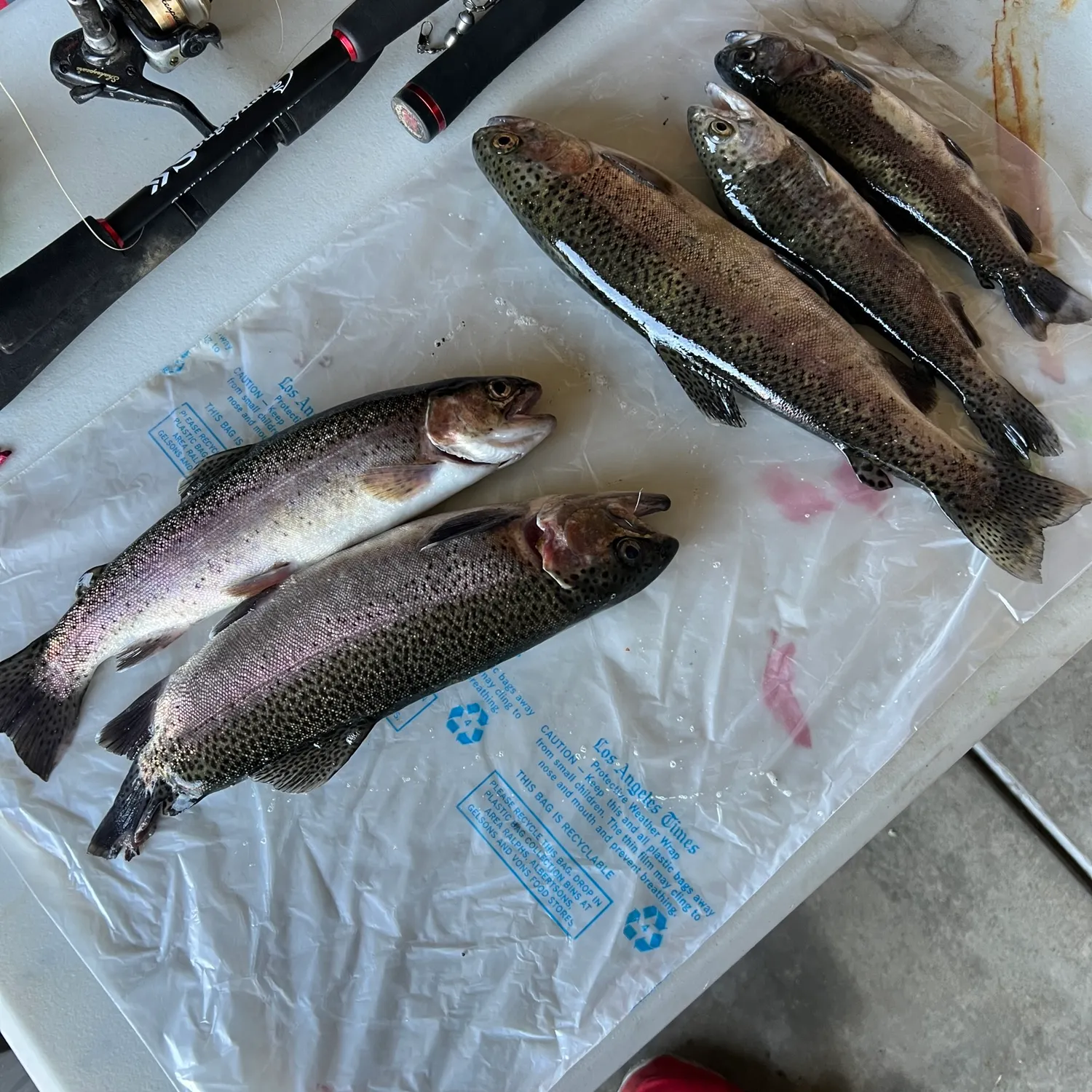 recently logged catches