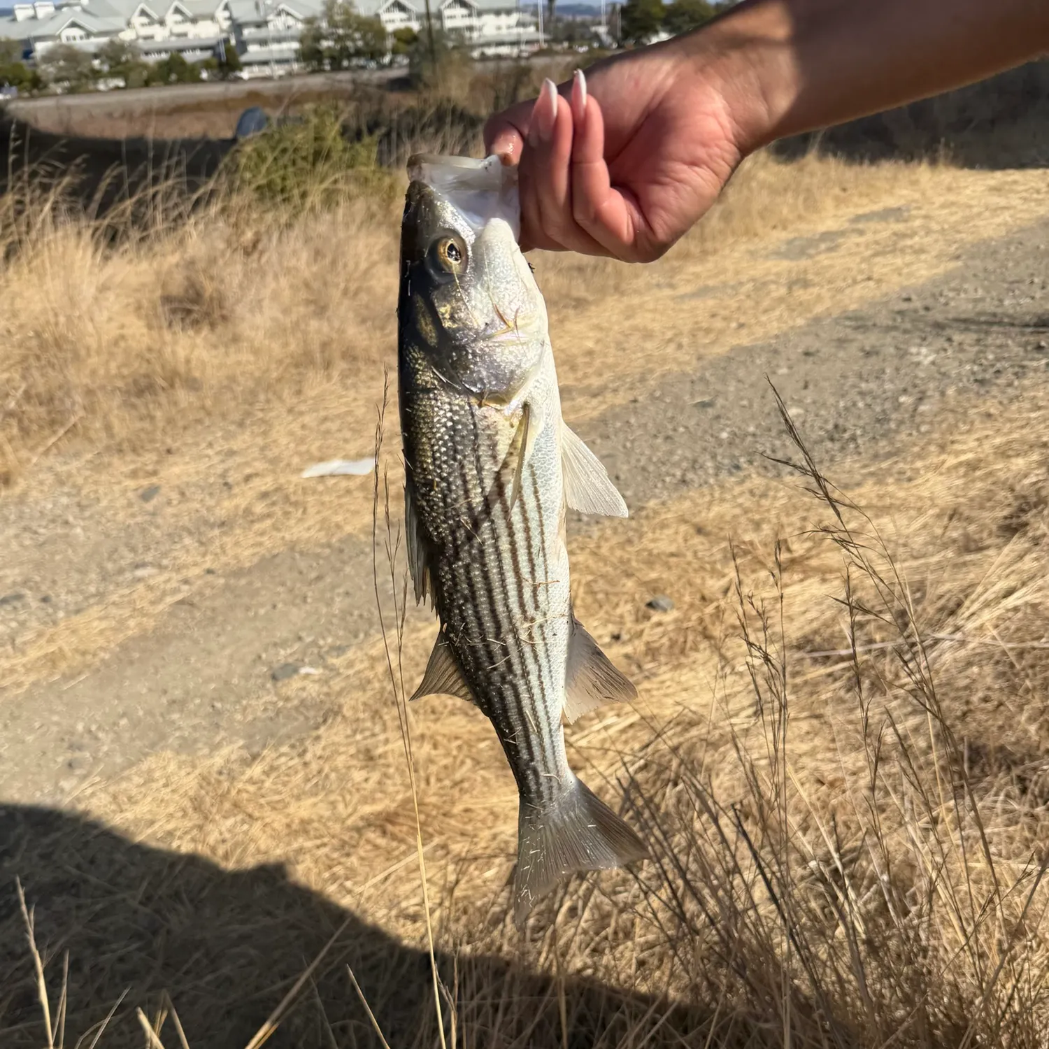 Striped bass caught on Fishbrain