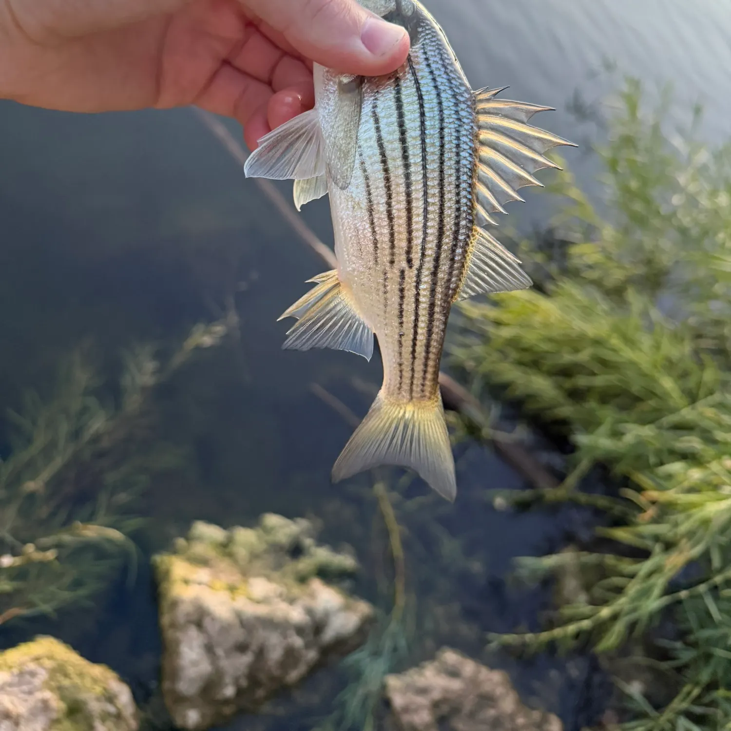 Yellow bass caught on Fishbrain