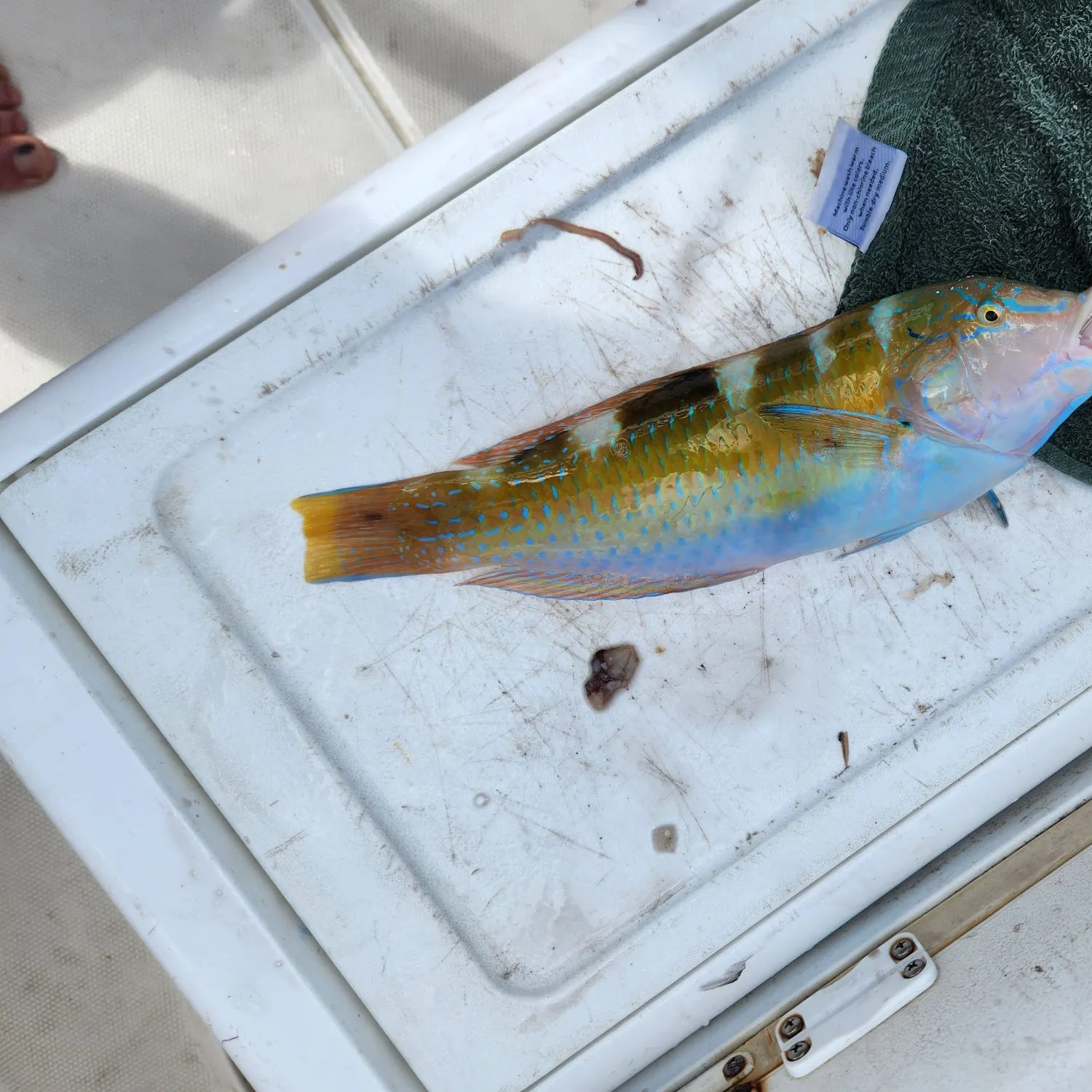 The most recent Princess parrotfish catches on Fishbrain
