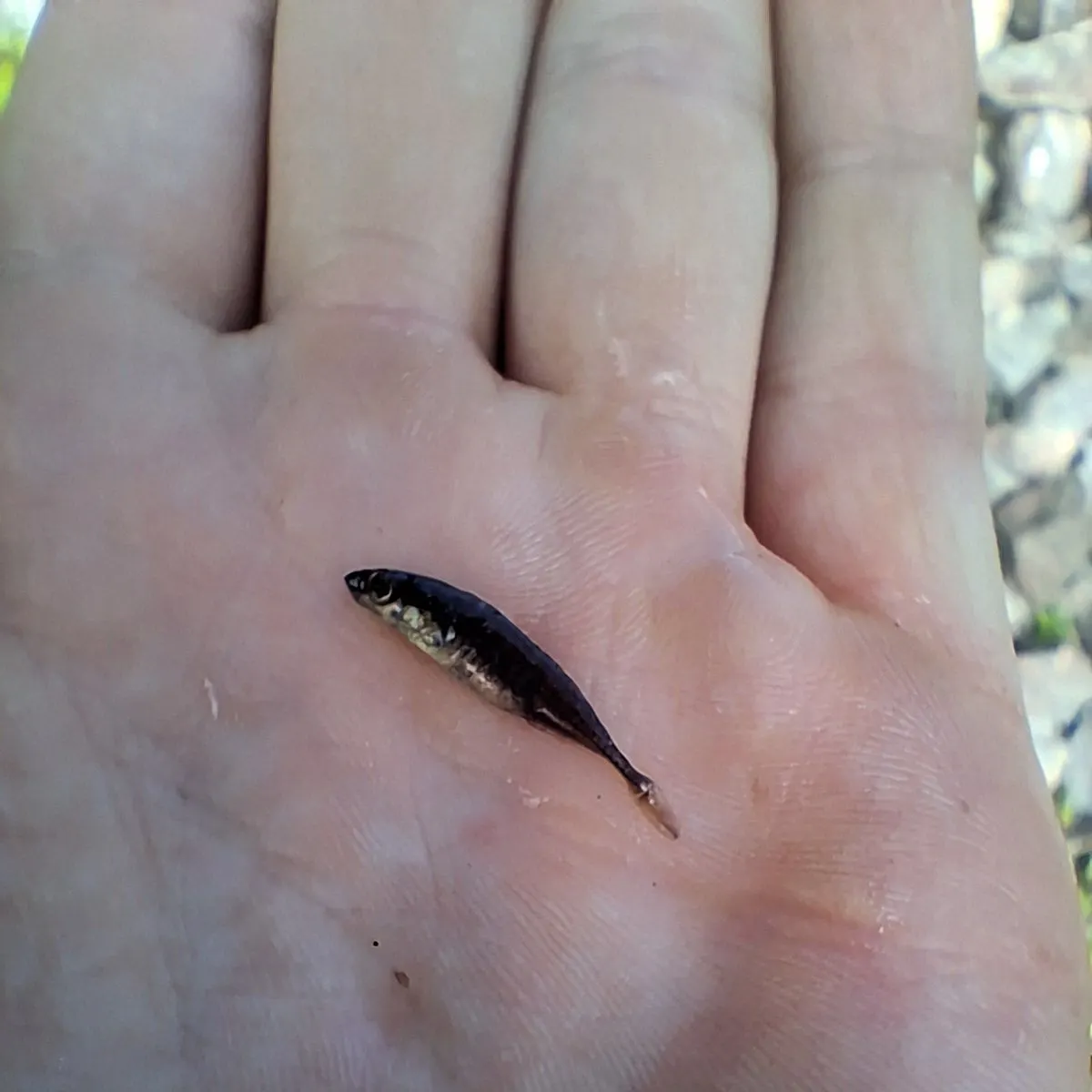 The most recent Ninespine stickleback catches on Fishbrain