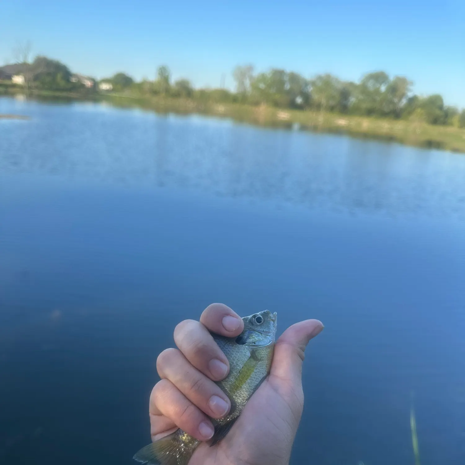 Bluegill caught on Fishbrain