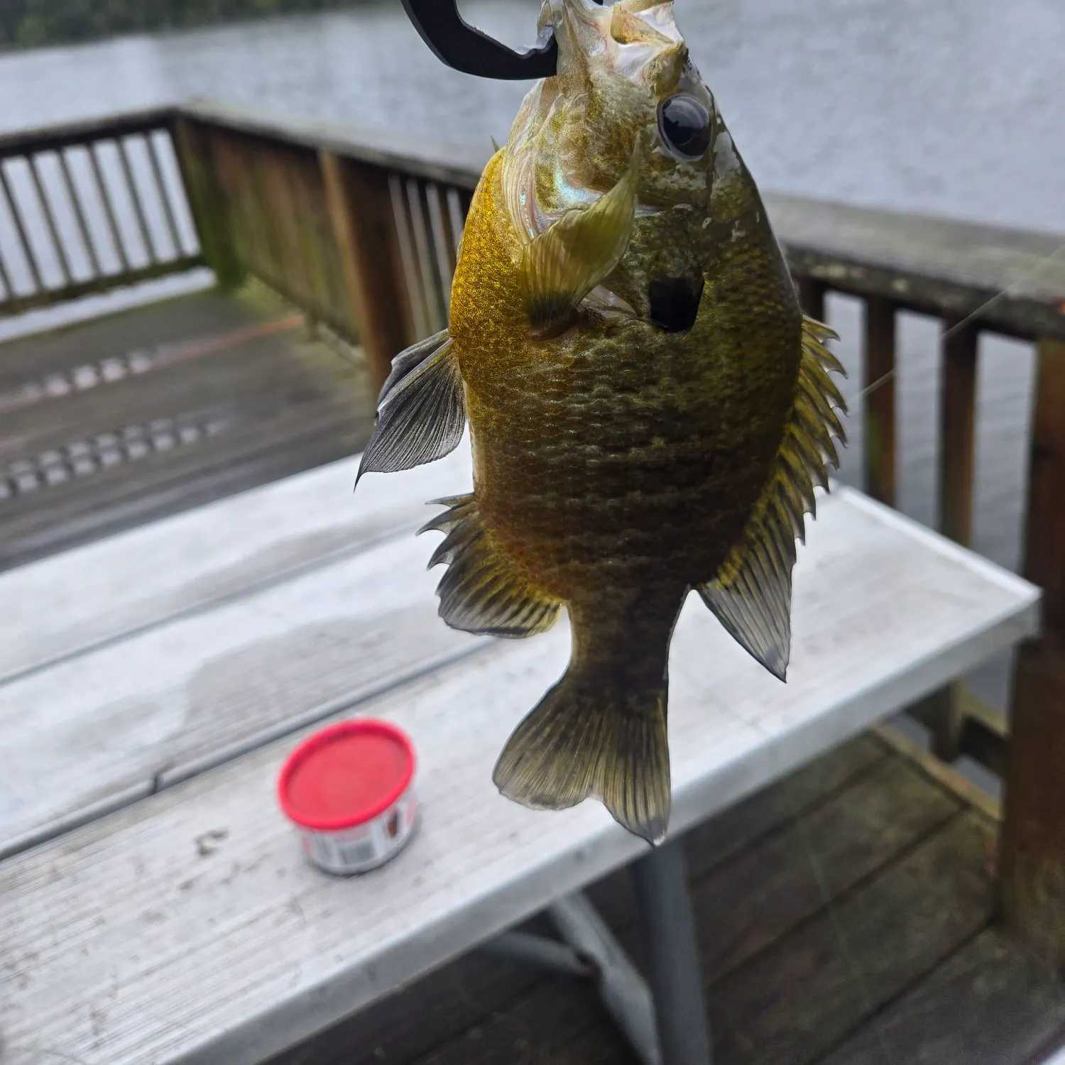 Bluegill caught on Fishbrain