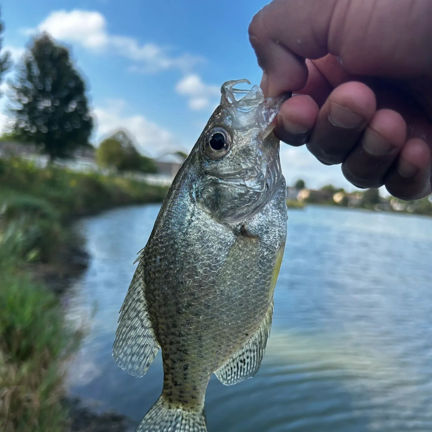 Black crappie caught on Fishbrain