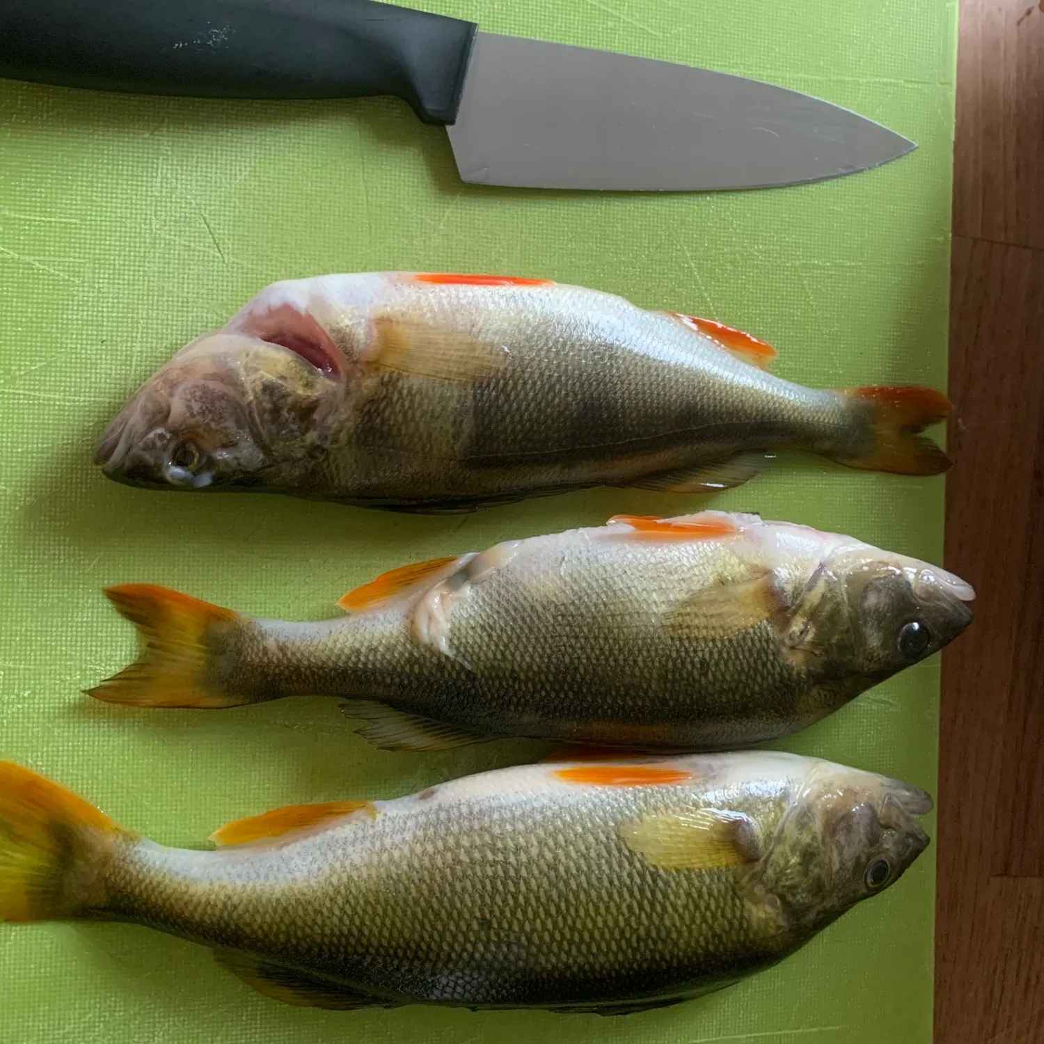 recently logged catches