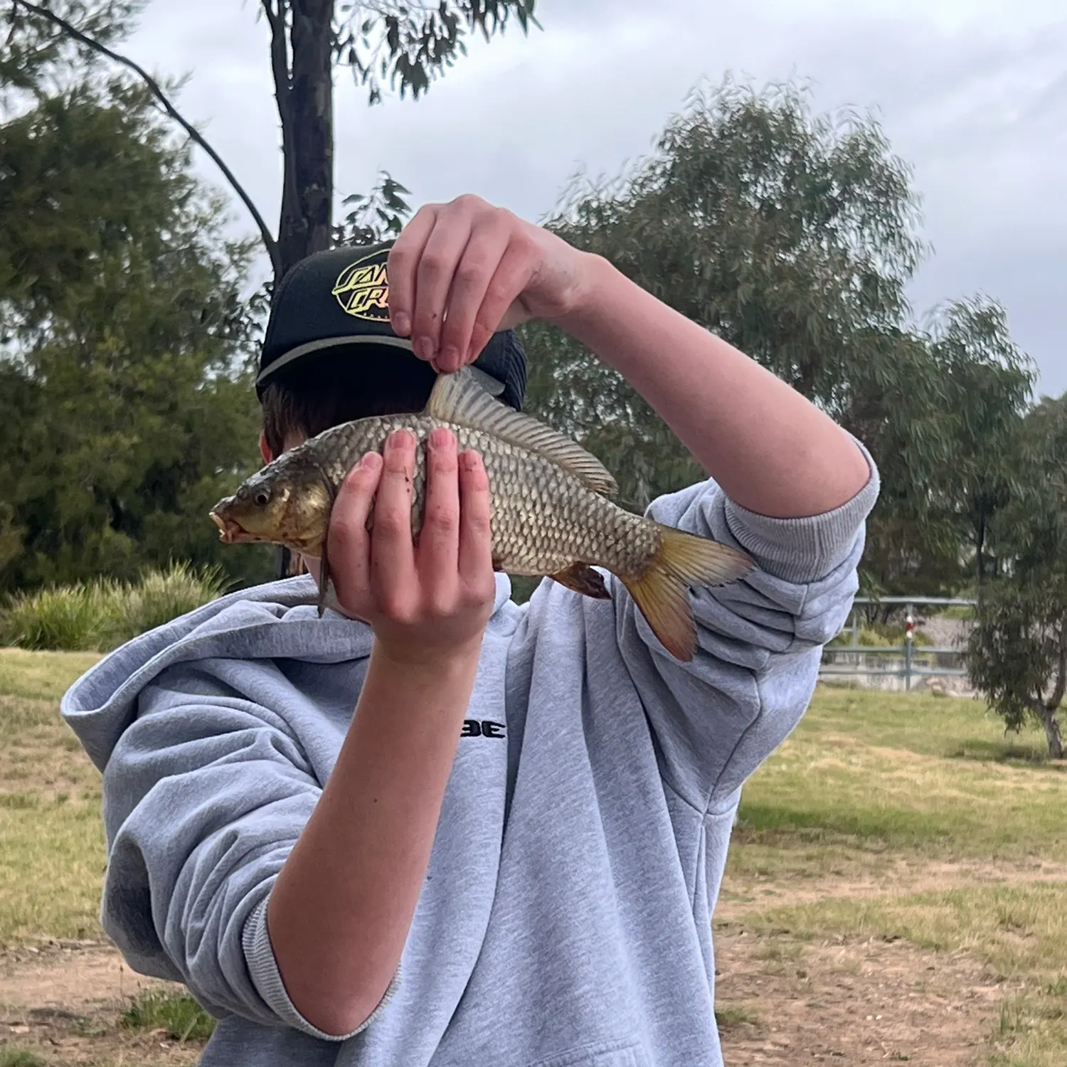 Common carp caught on Fishbrain