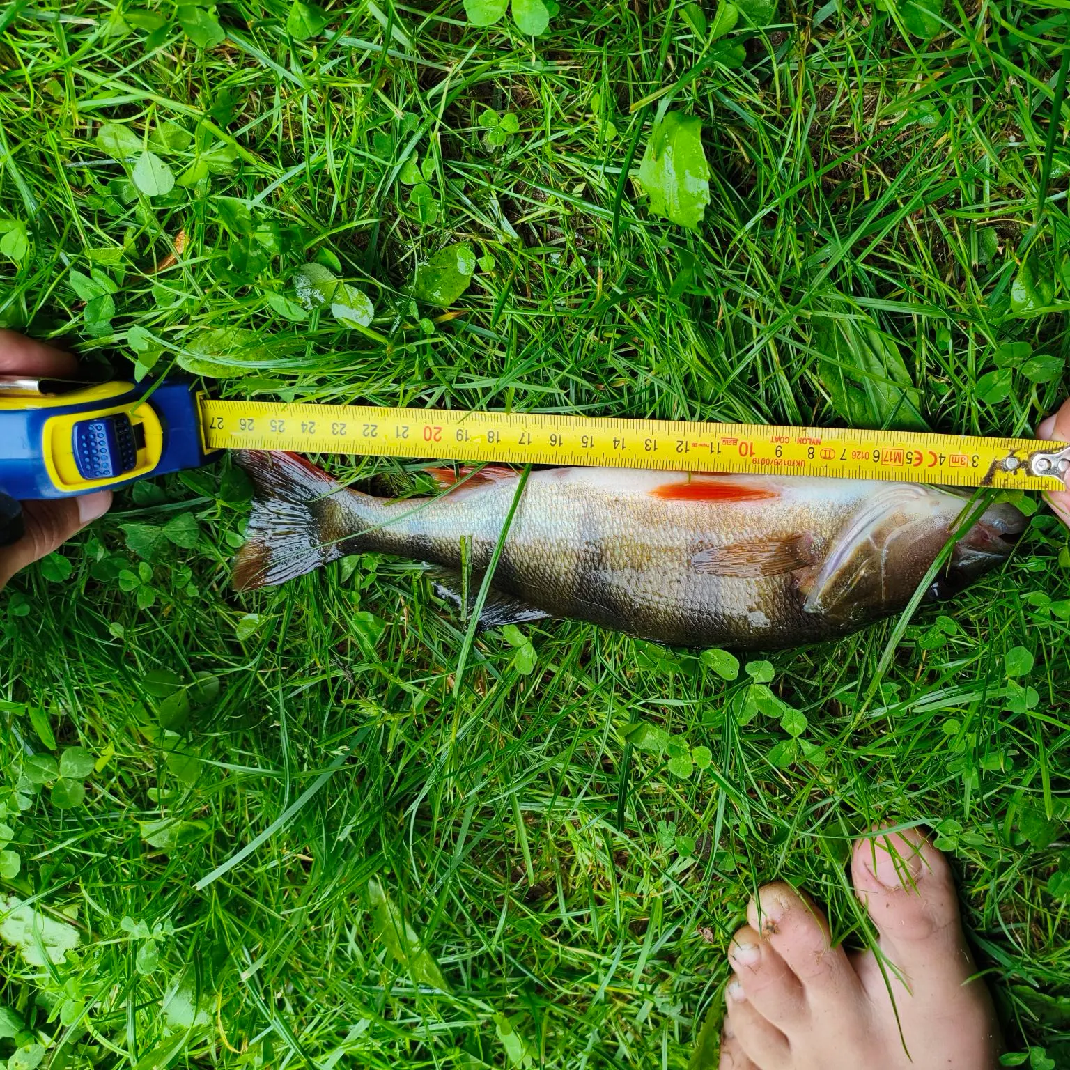 European perch caught on Fishbrain
