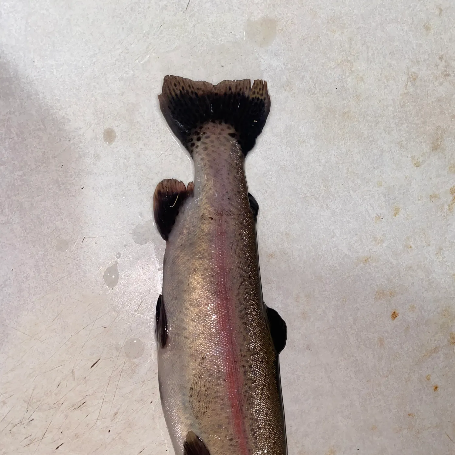 Rainbow trout caught on Fishbrain