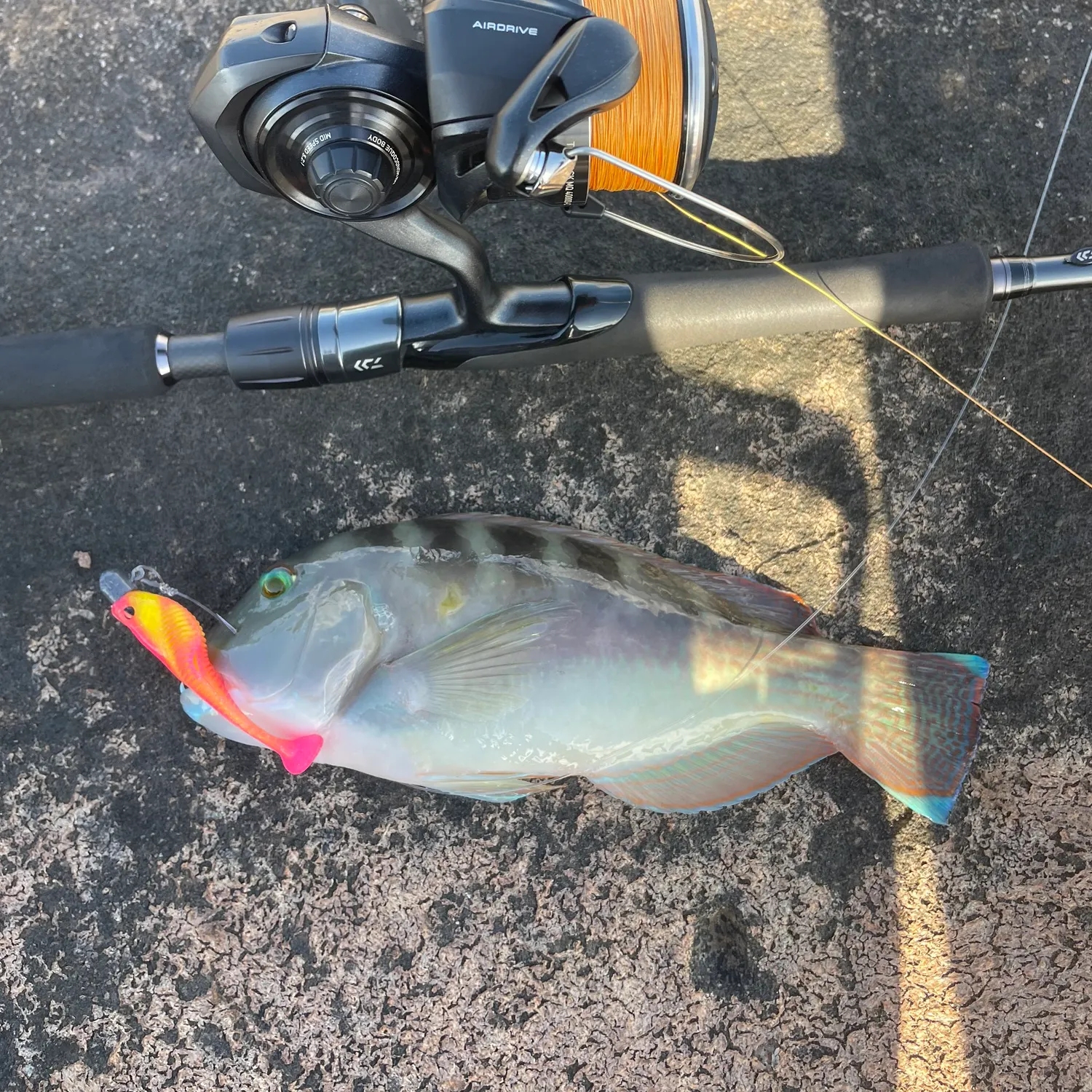 The most recent Blue tuskfish catches on Fishbrain