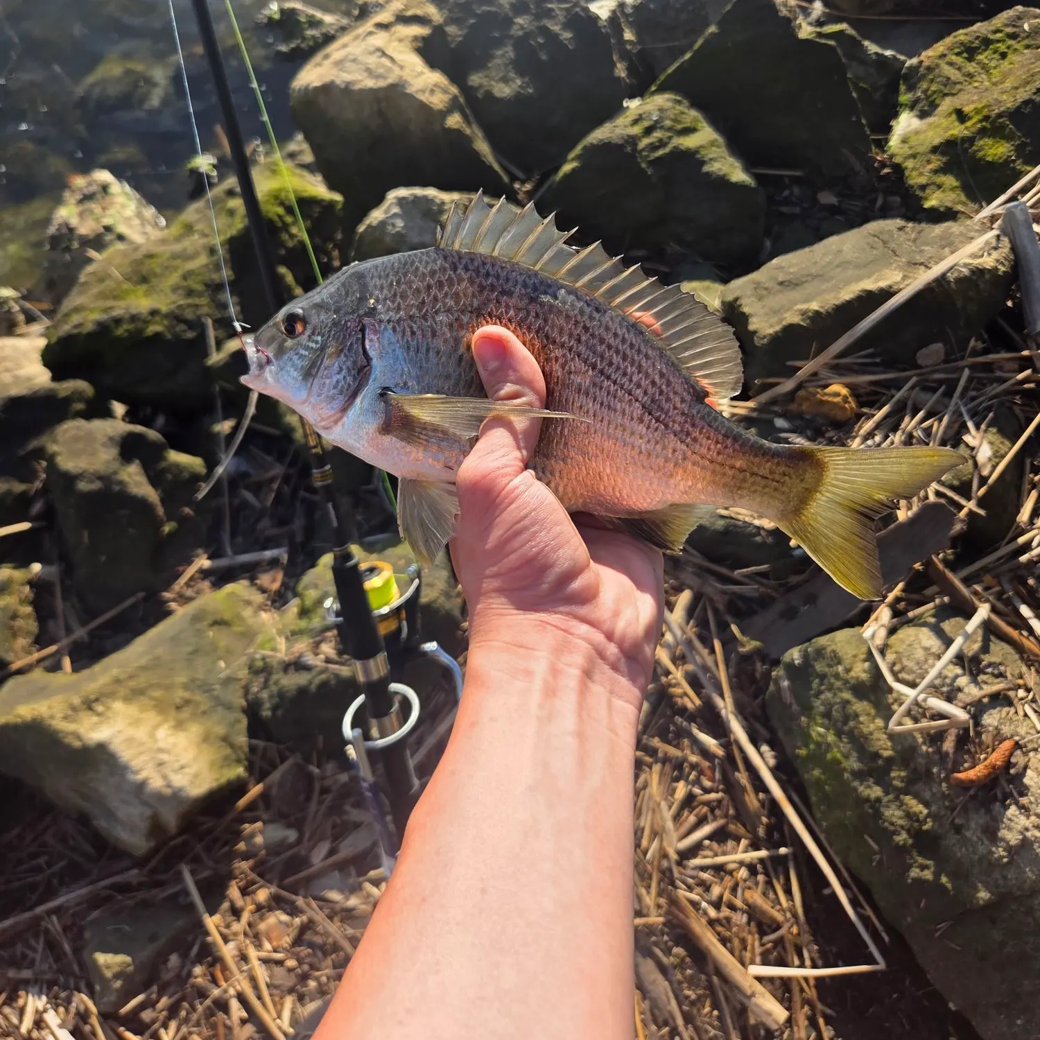 Southern black bream caught on Fishbrain