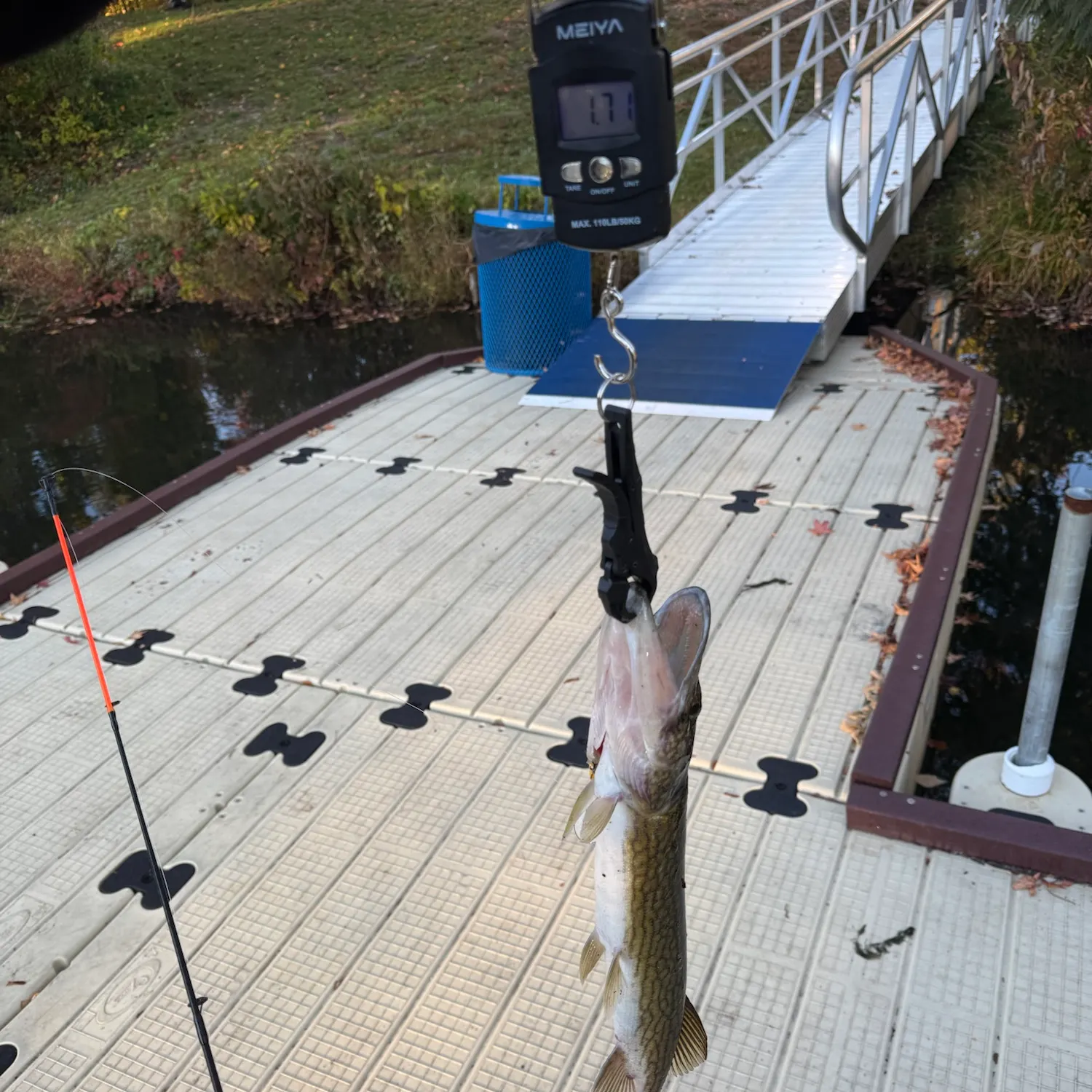 Chain pickerel caught on Fishbrain